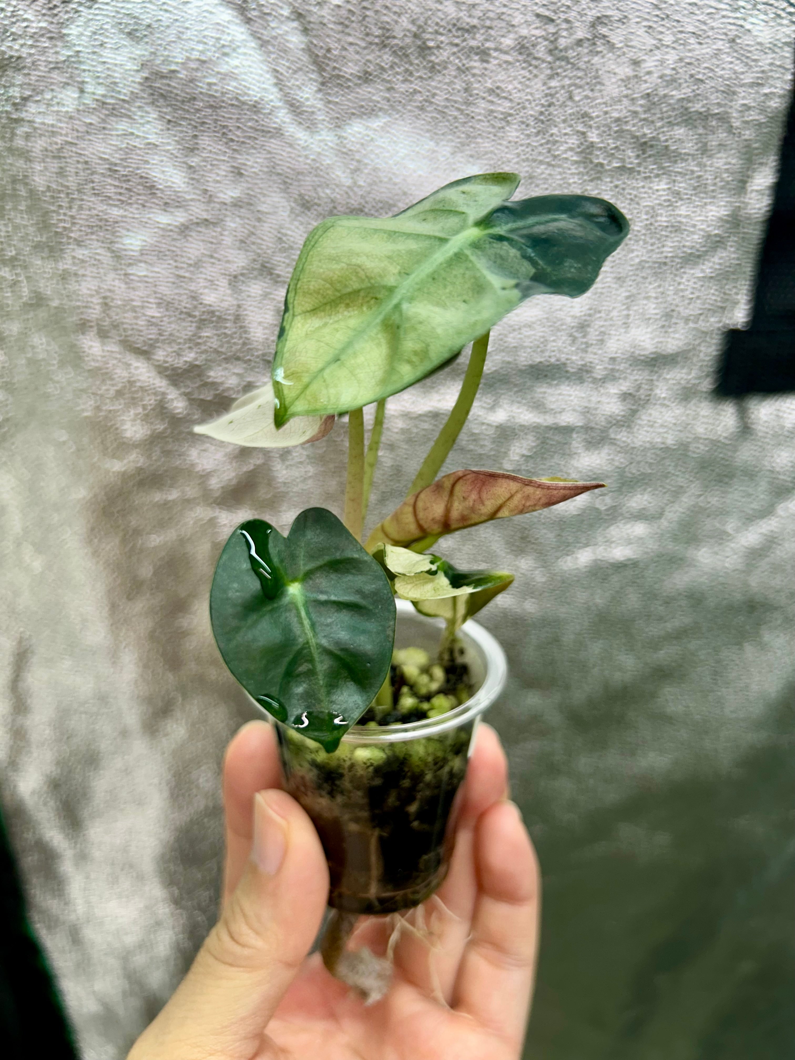 Alocasia Pink Balloon Heart