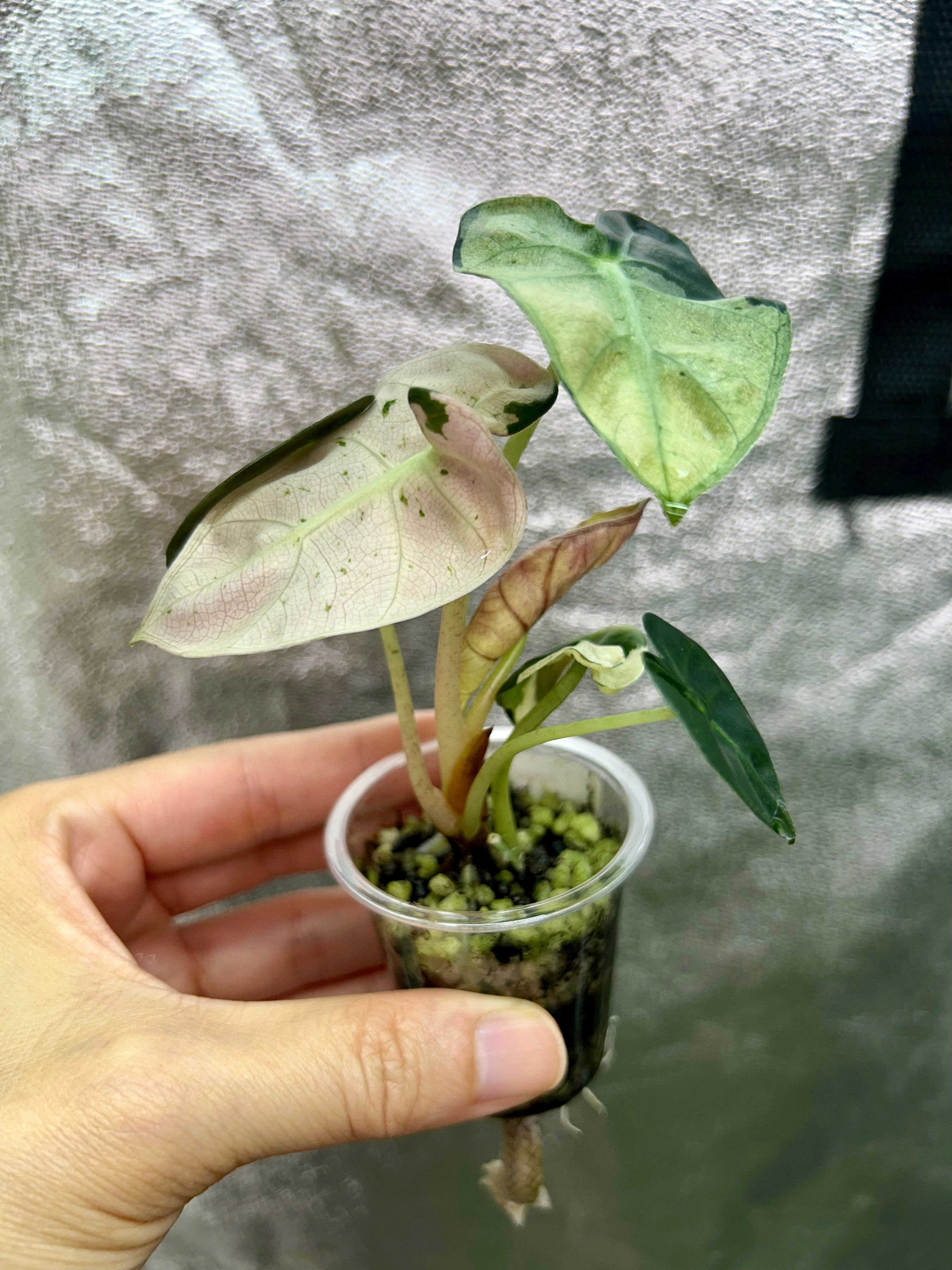 Alocasia Pink Balloon Heart