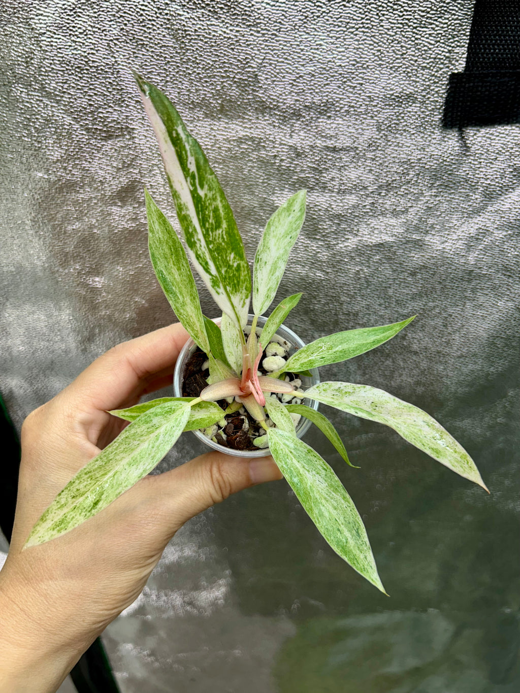 Strawberry Caramel Marble Philodendron