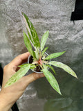 Strawberry Caramel Marble Philodendron