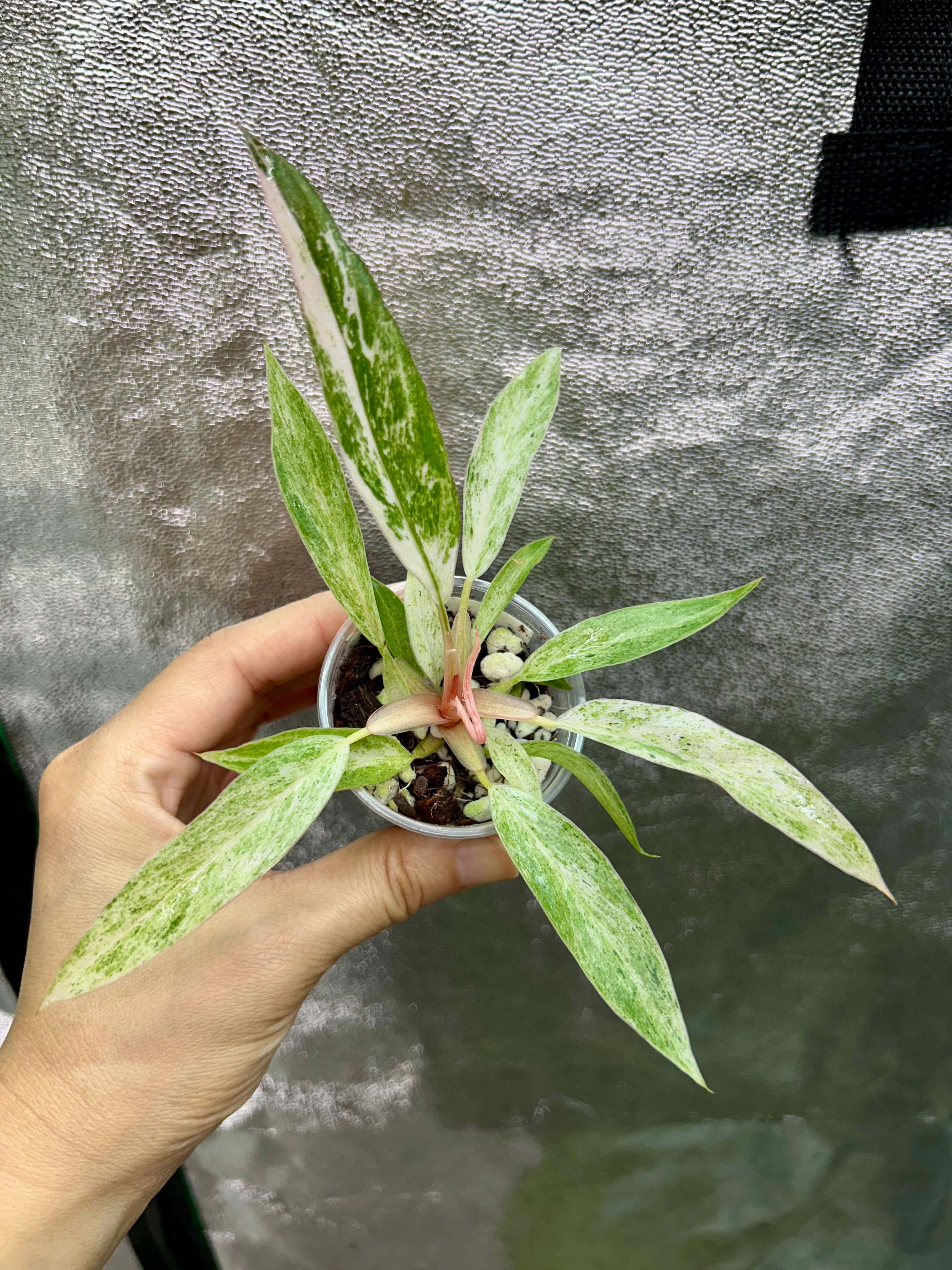 Strawberry Caramel Marble Philodendron