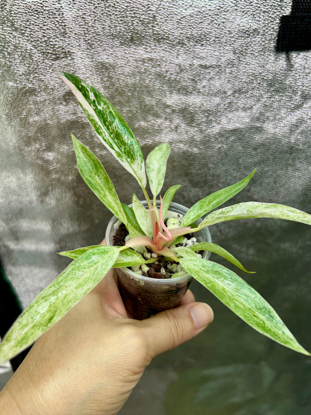 Strawberry Caramel Marble Philodendron