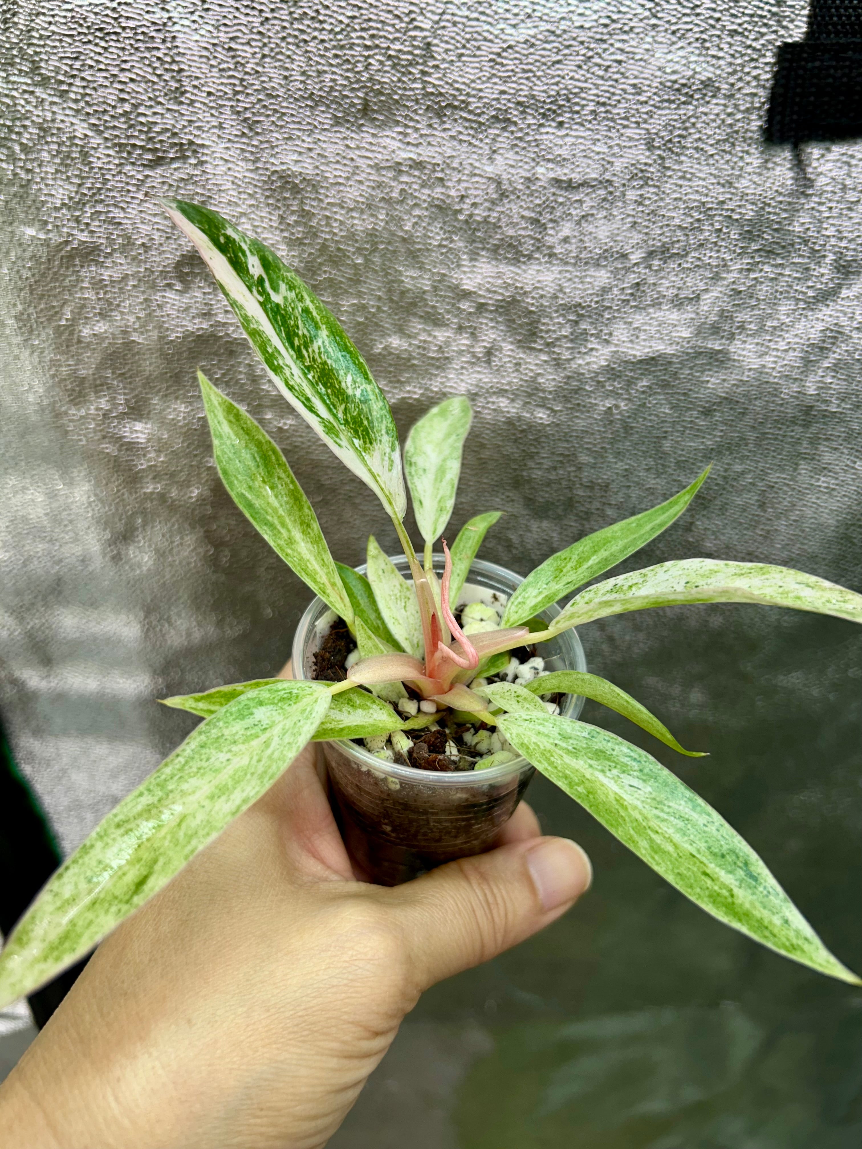 Strawberry Caramel Marble Philodendron