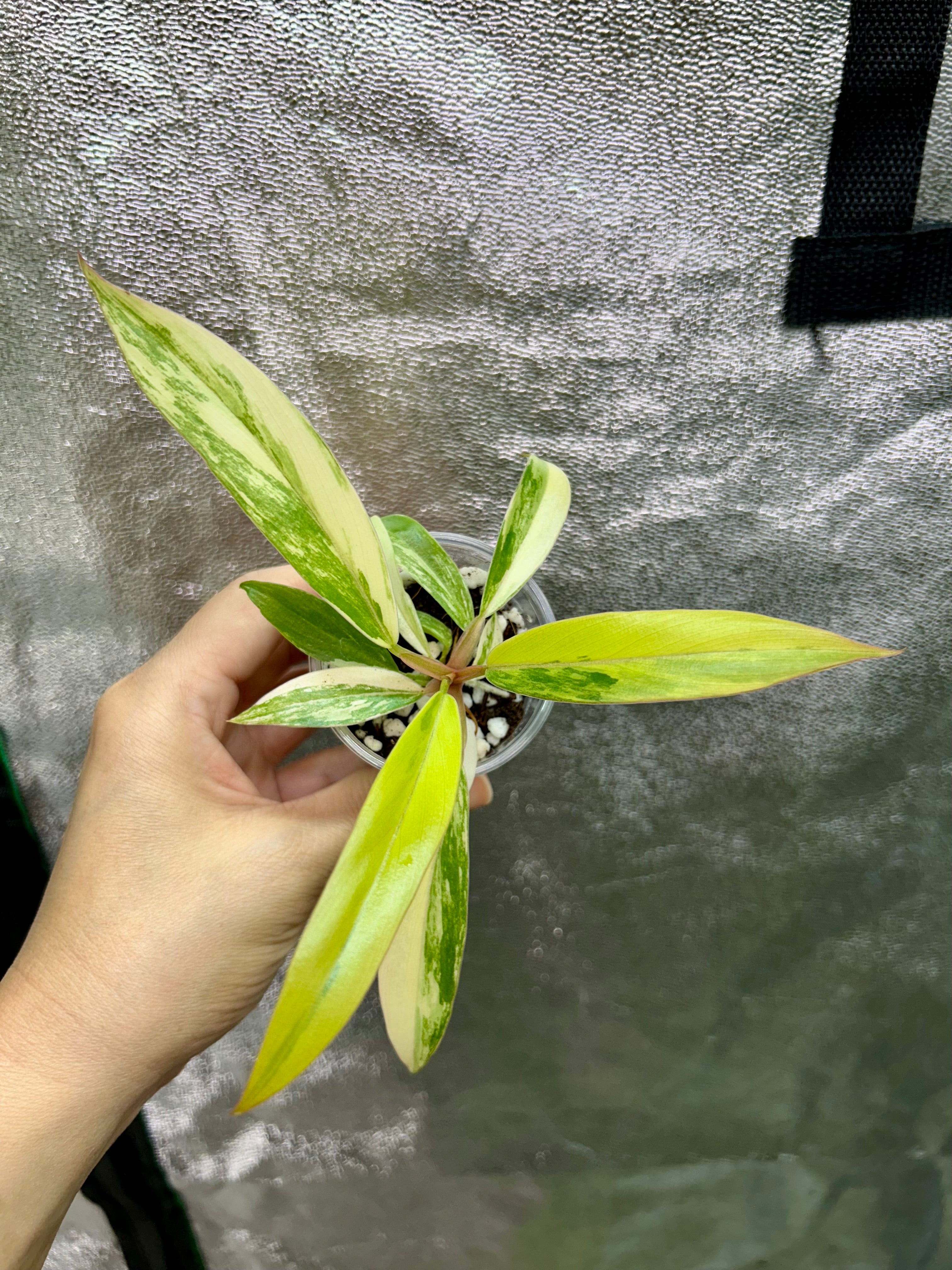 Philodendron Caramel Marble