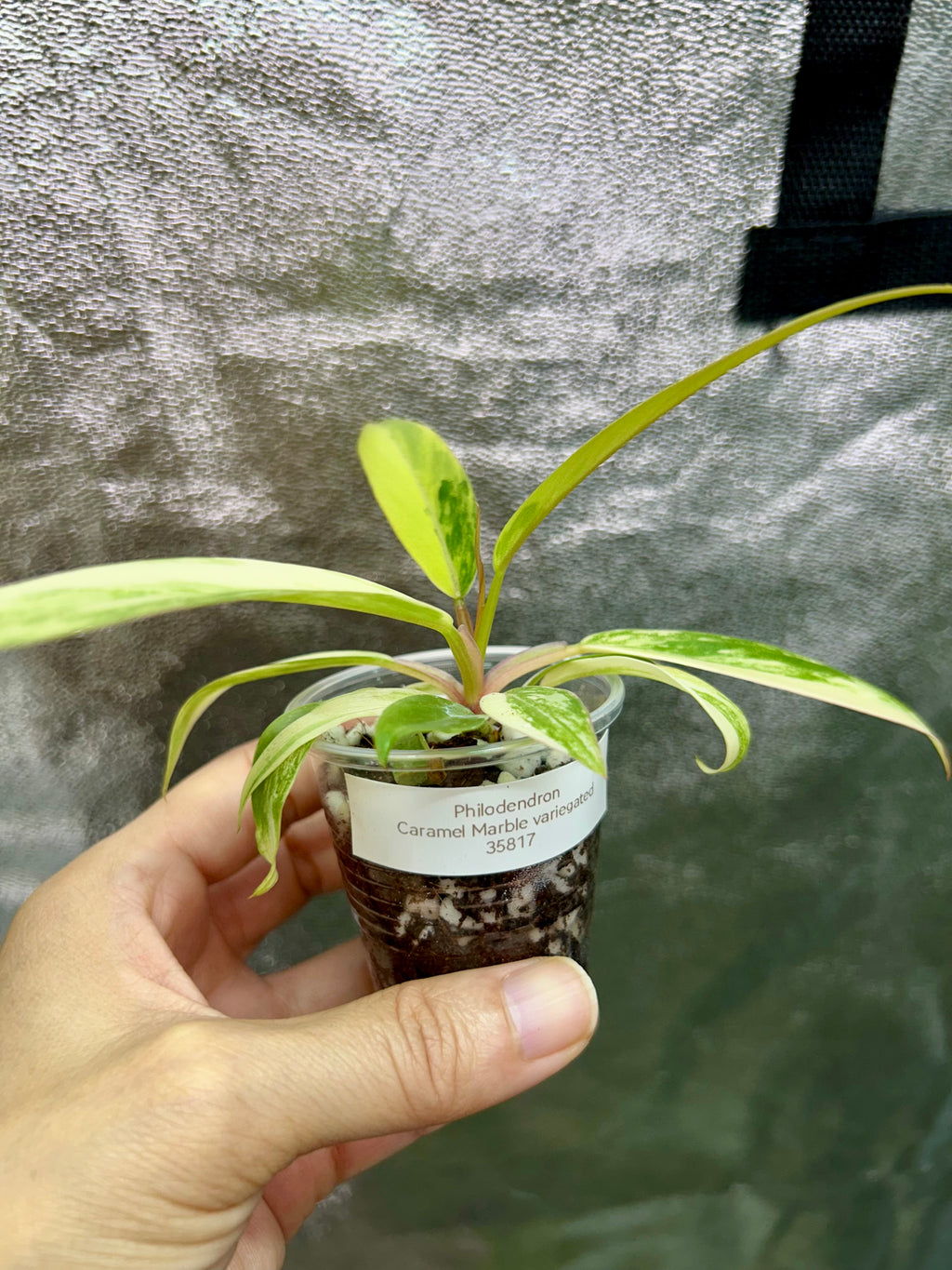 Philodendron Caramel Marble