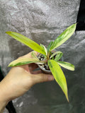 Philodendron Caramel Marble