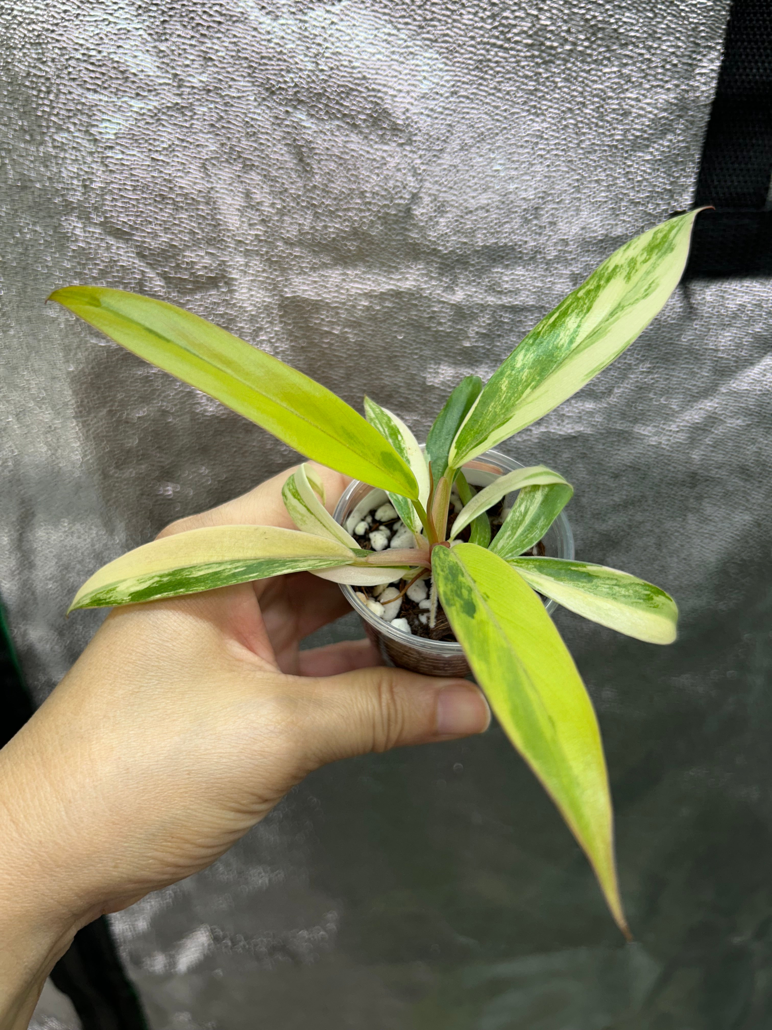 Philodendron Caramel Marble
