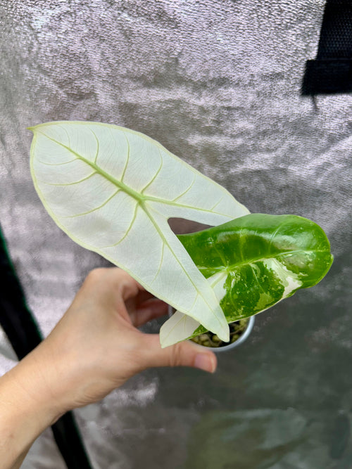 Alocasia Longiloba Pink Back