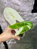 Alocasia Longiloba Pink Back