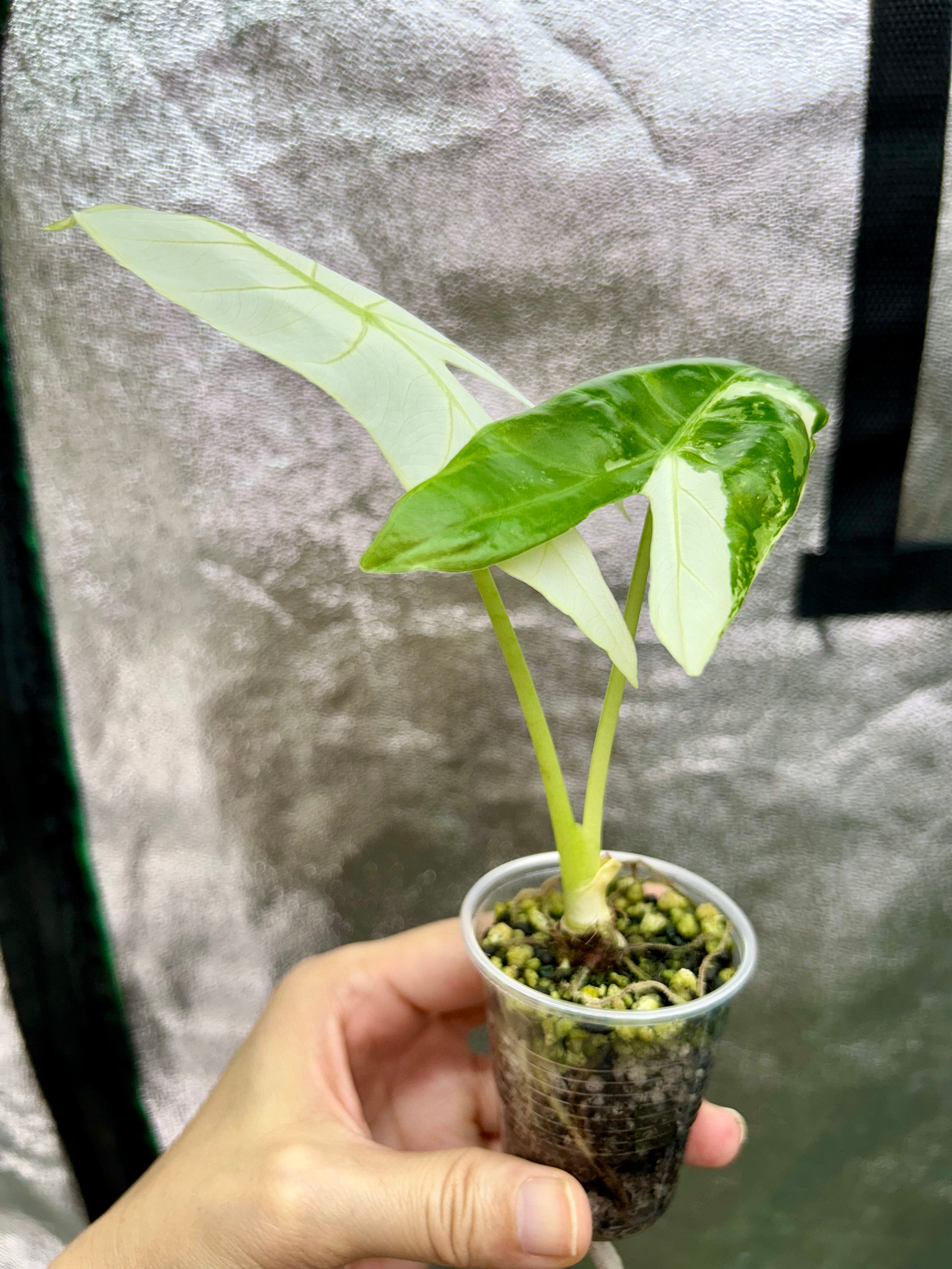 Alocasia Longiloba Pink Back