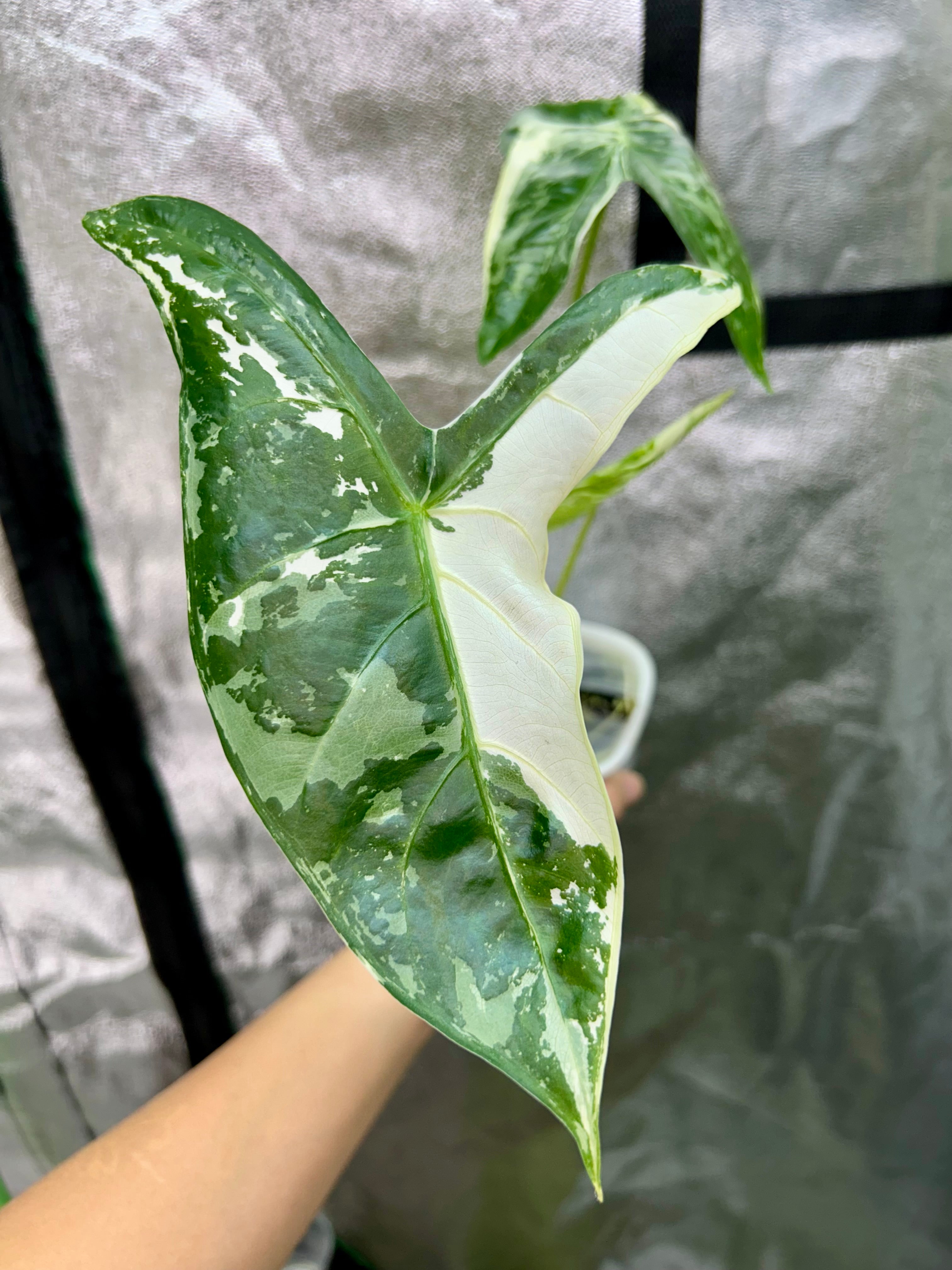 Alocasia Longiloba Pink Back