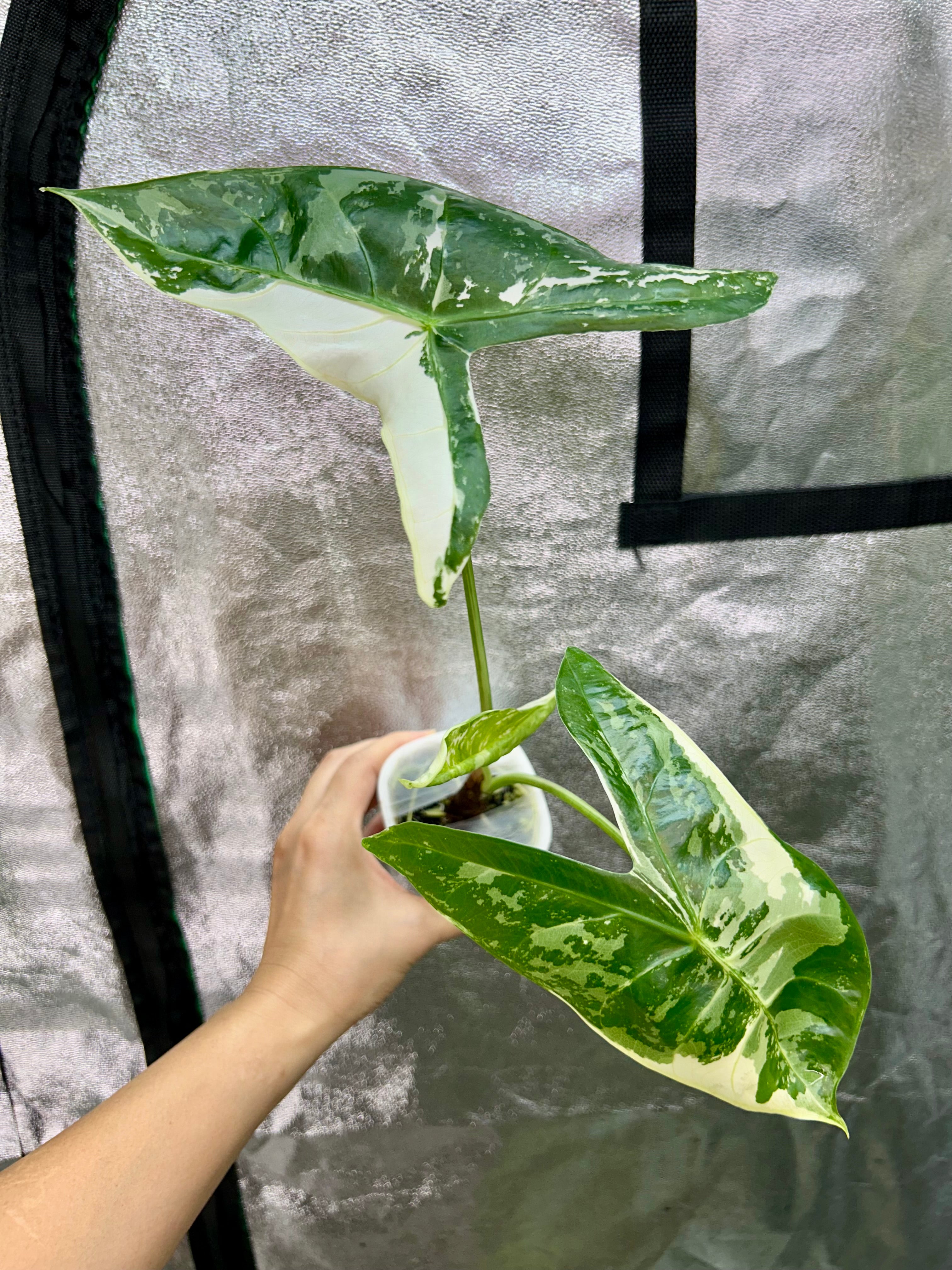 Alocasia Longiloba Pink Back