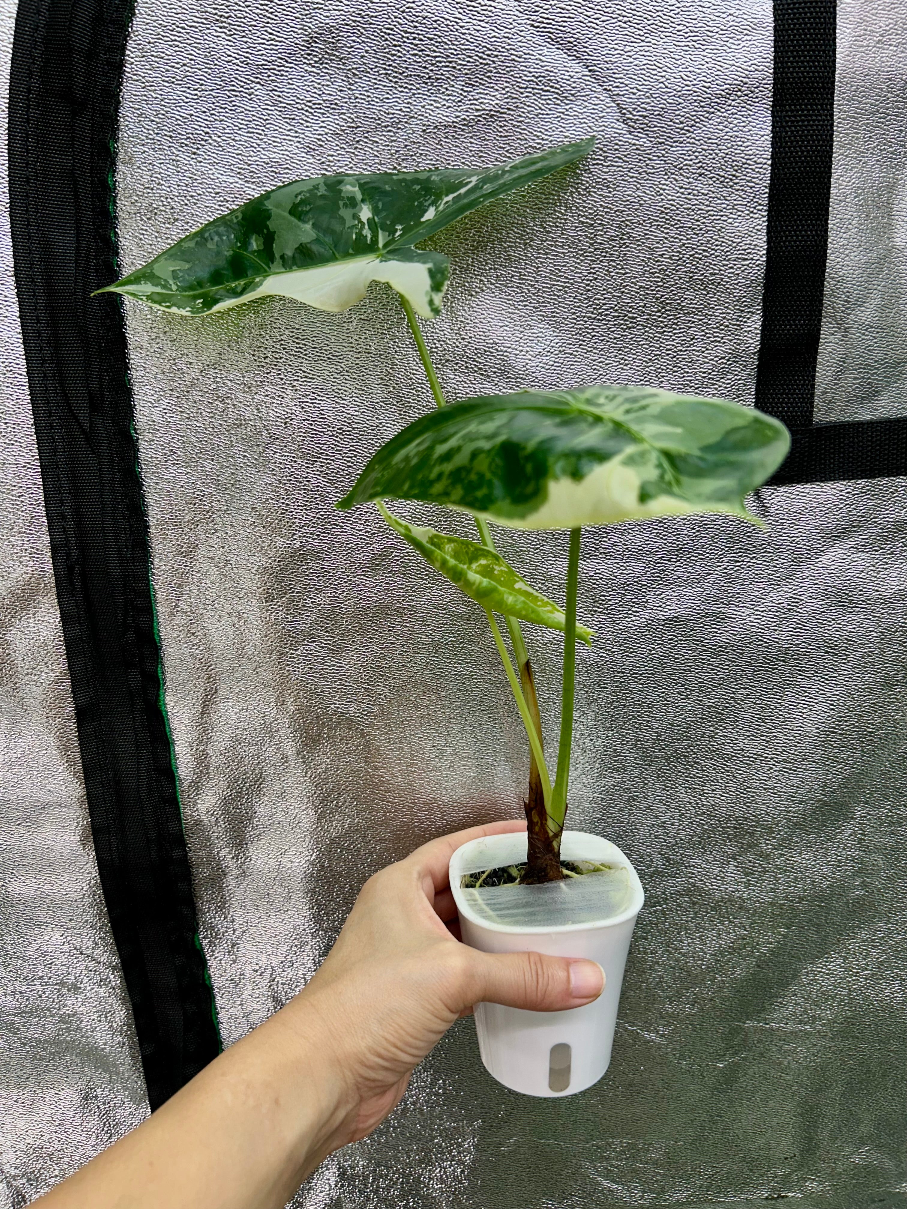 Alocasia Longiloba Pink Back