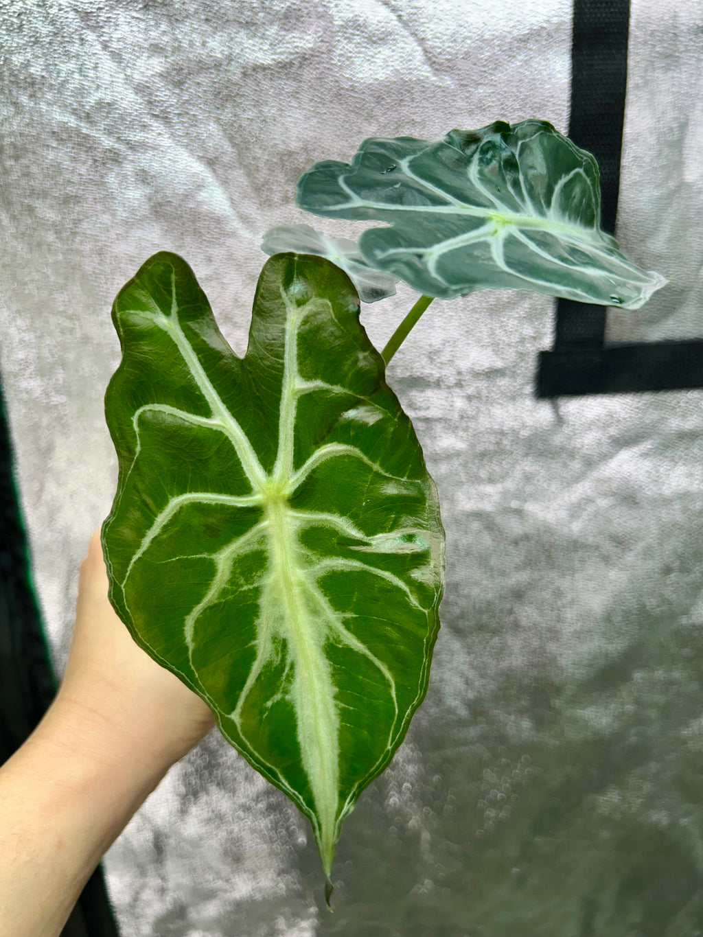 Alocasia Venom
