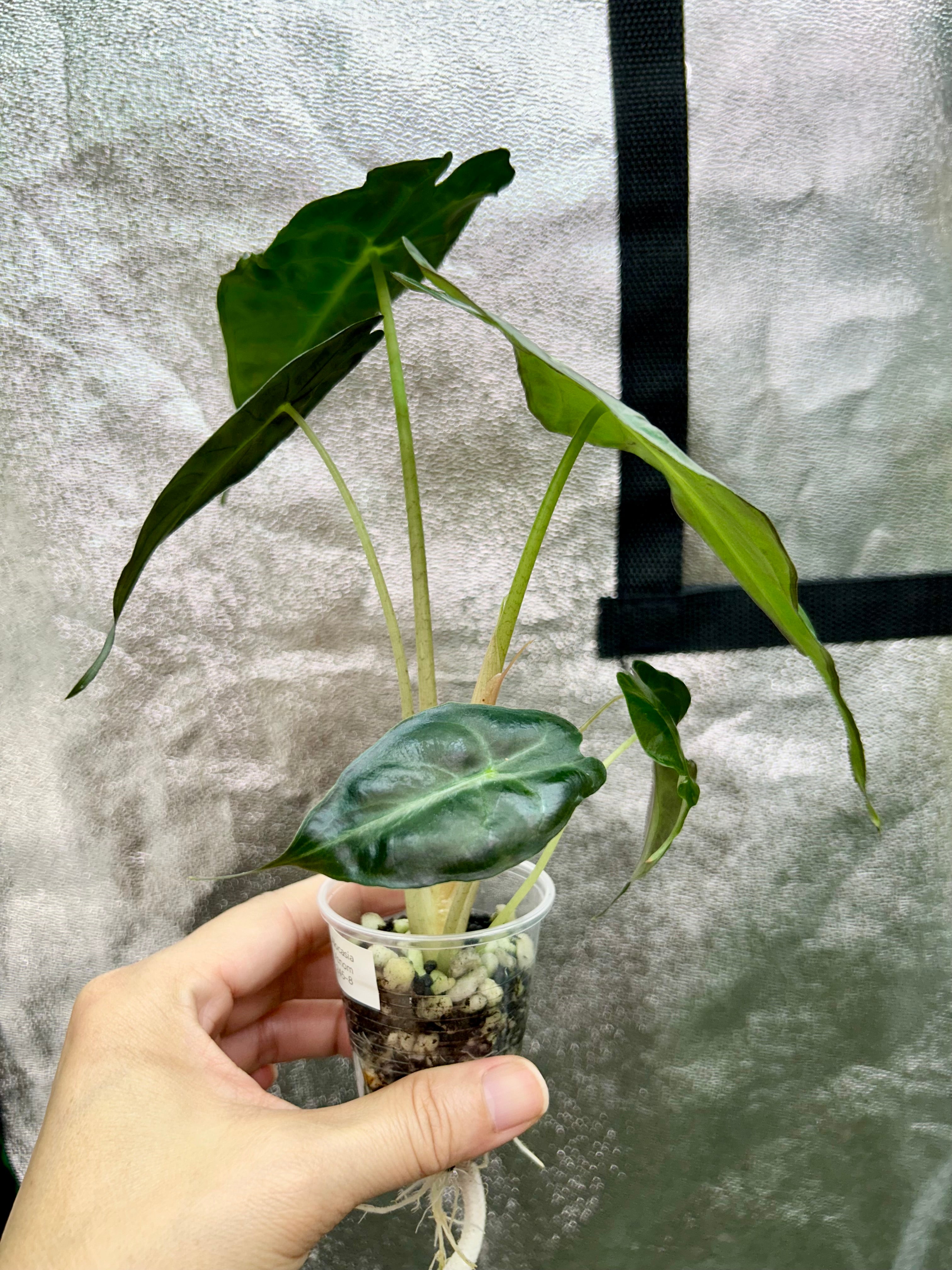 Alocasia Venom