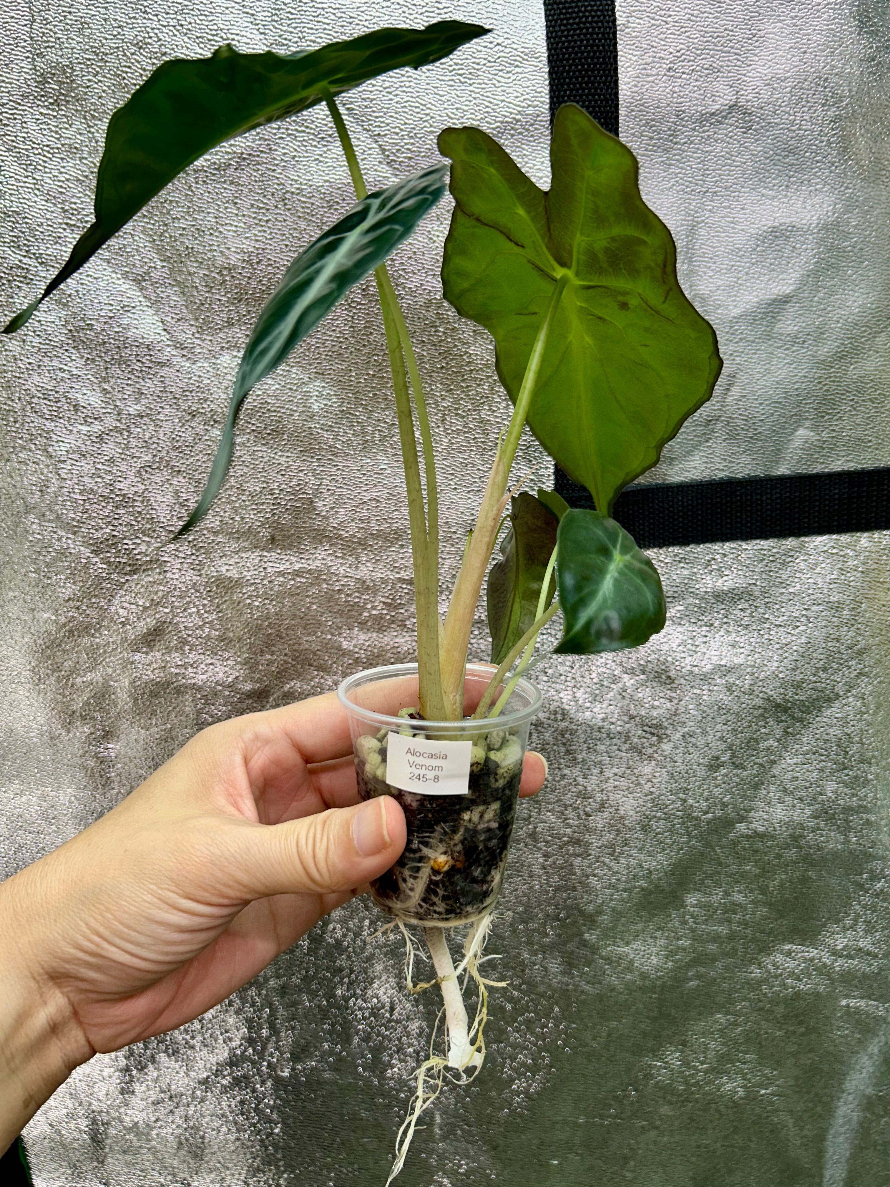Alocasia Venom