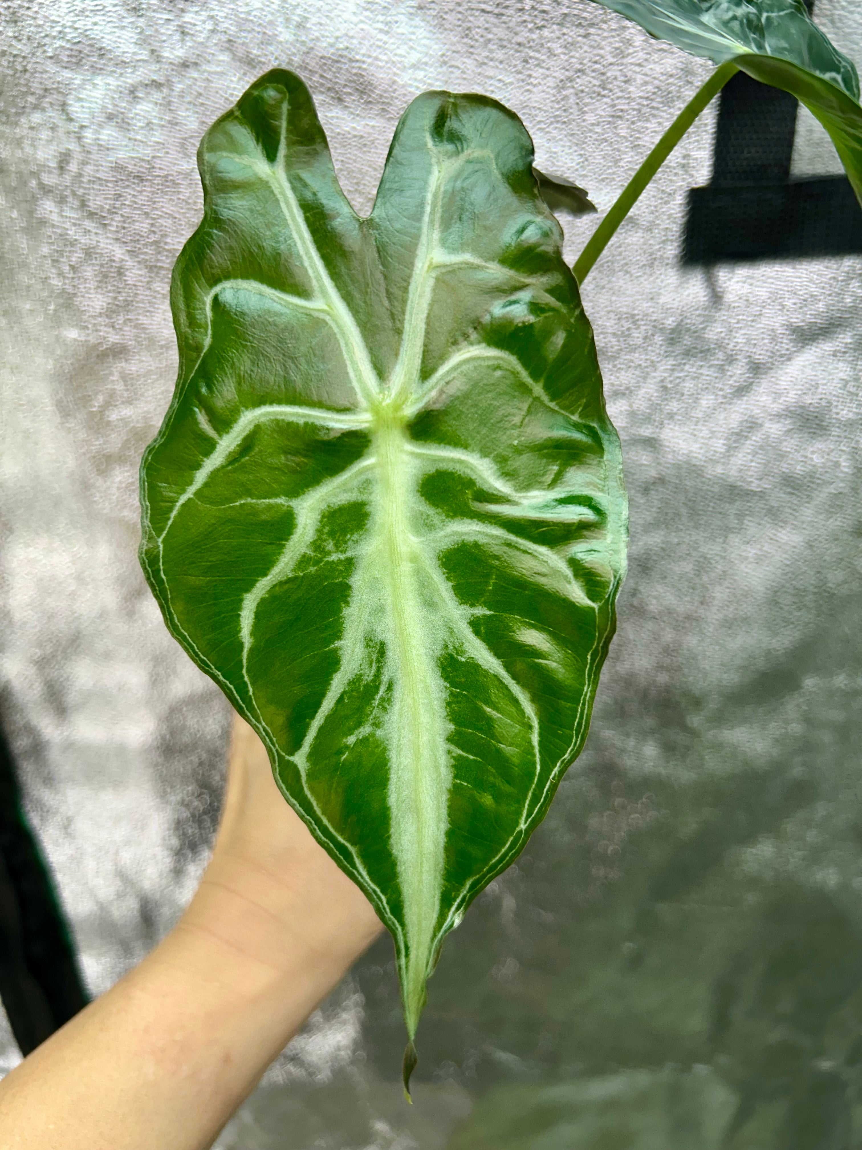 Alocasia Venom
