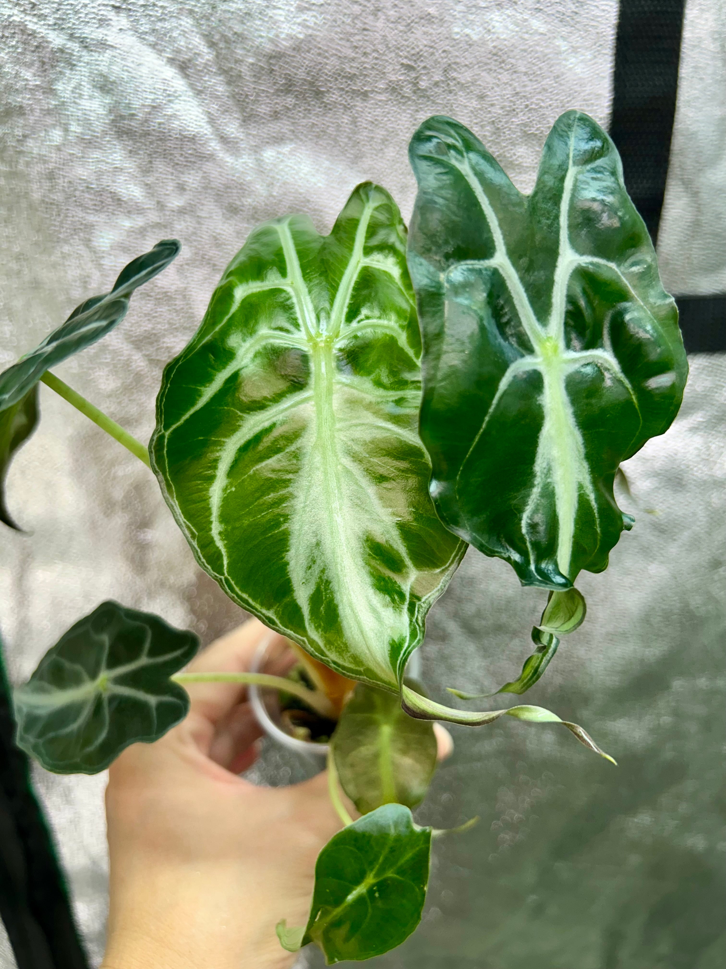 Alocasia Venom