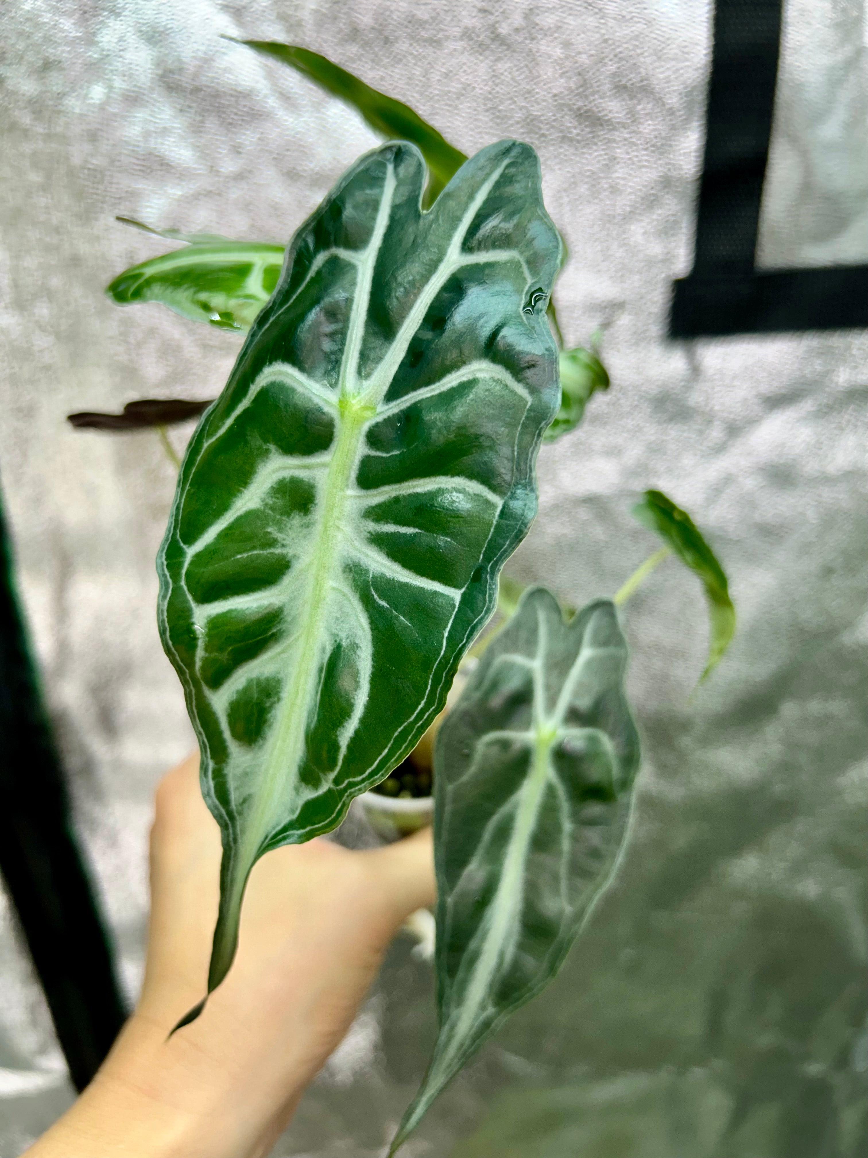 Alocasia Venom
