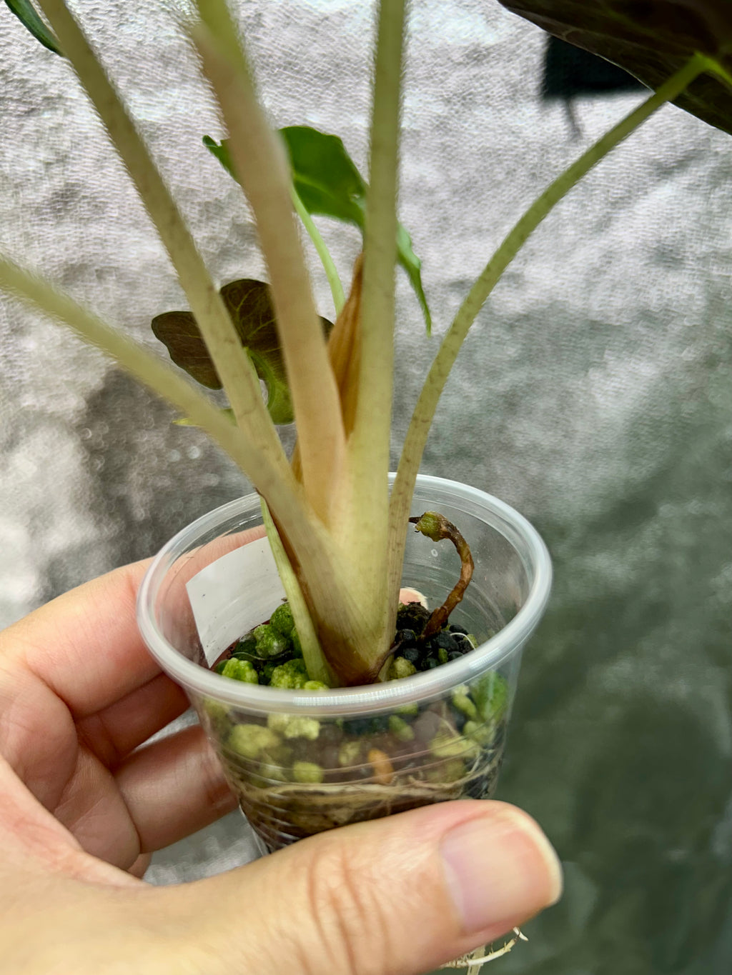 Alocasia Venom
