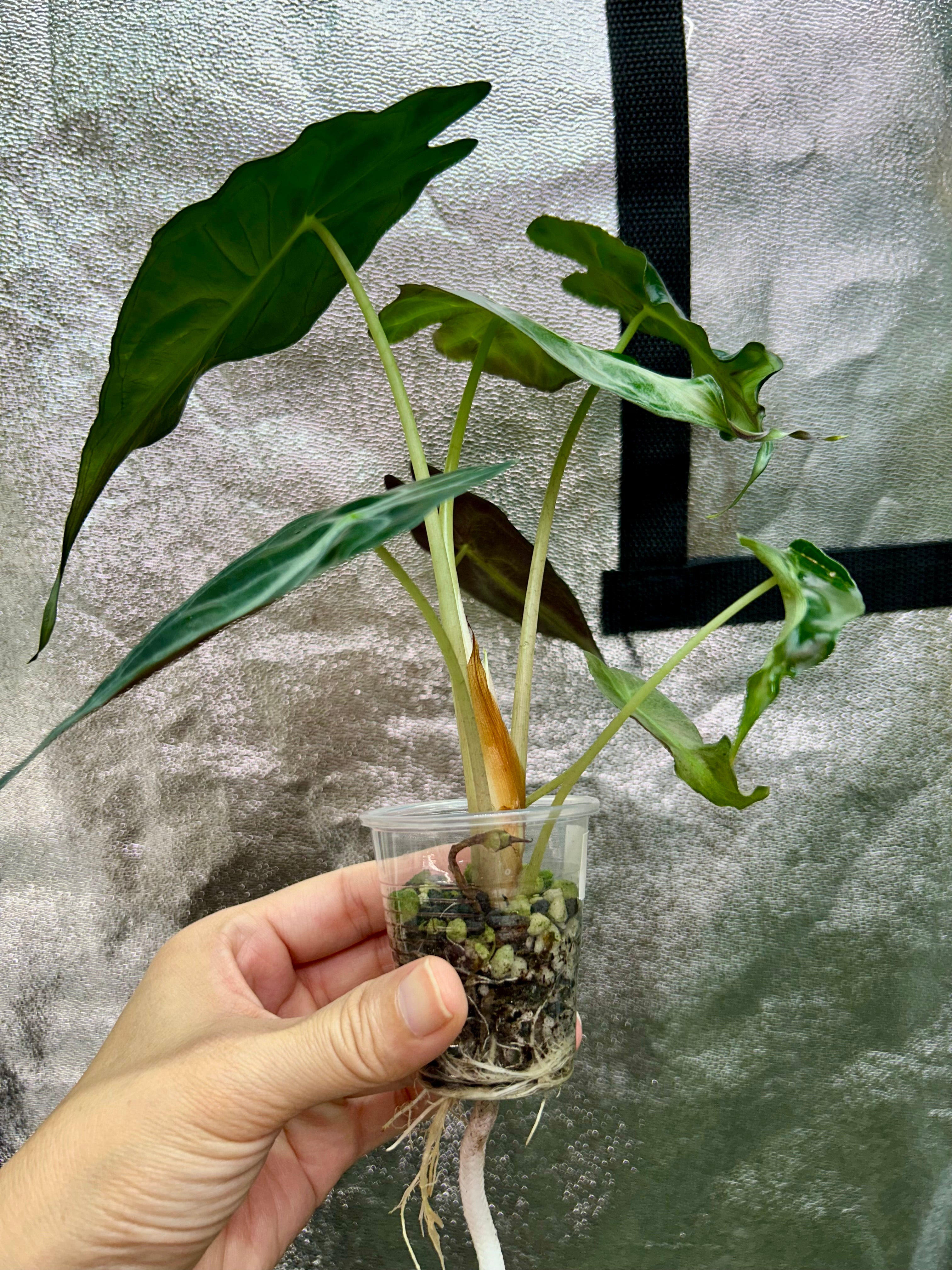 Alocasia Venom