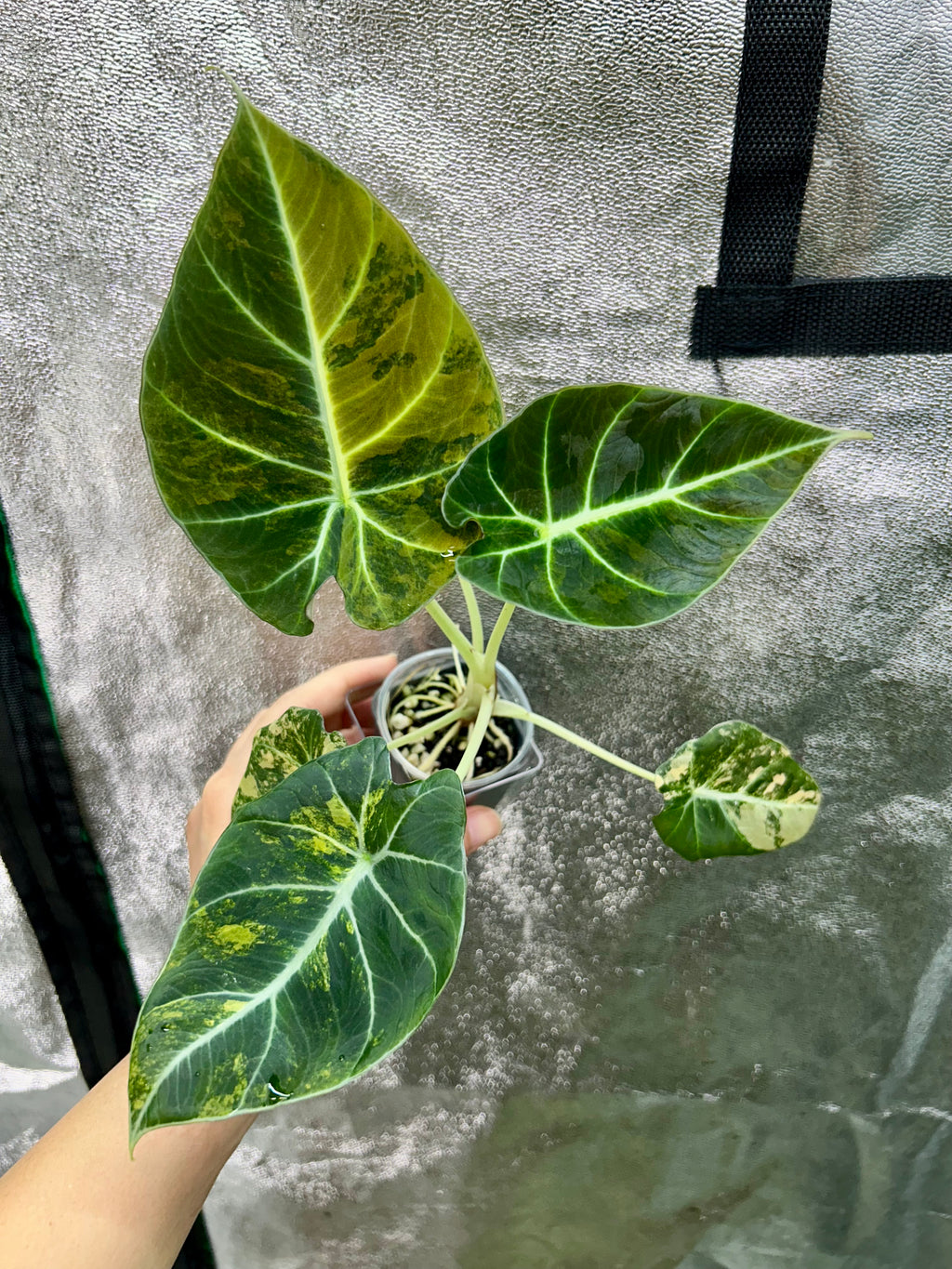 Alocasia Black Velvet Gold