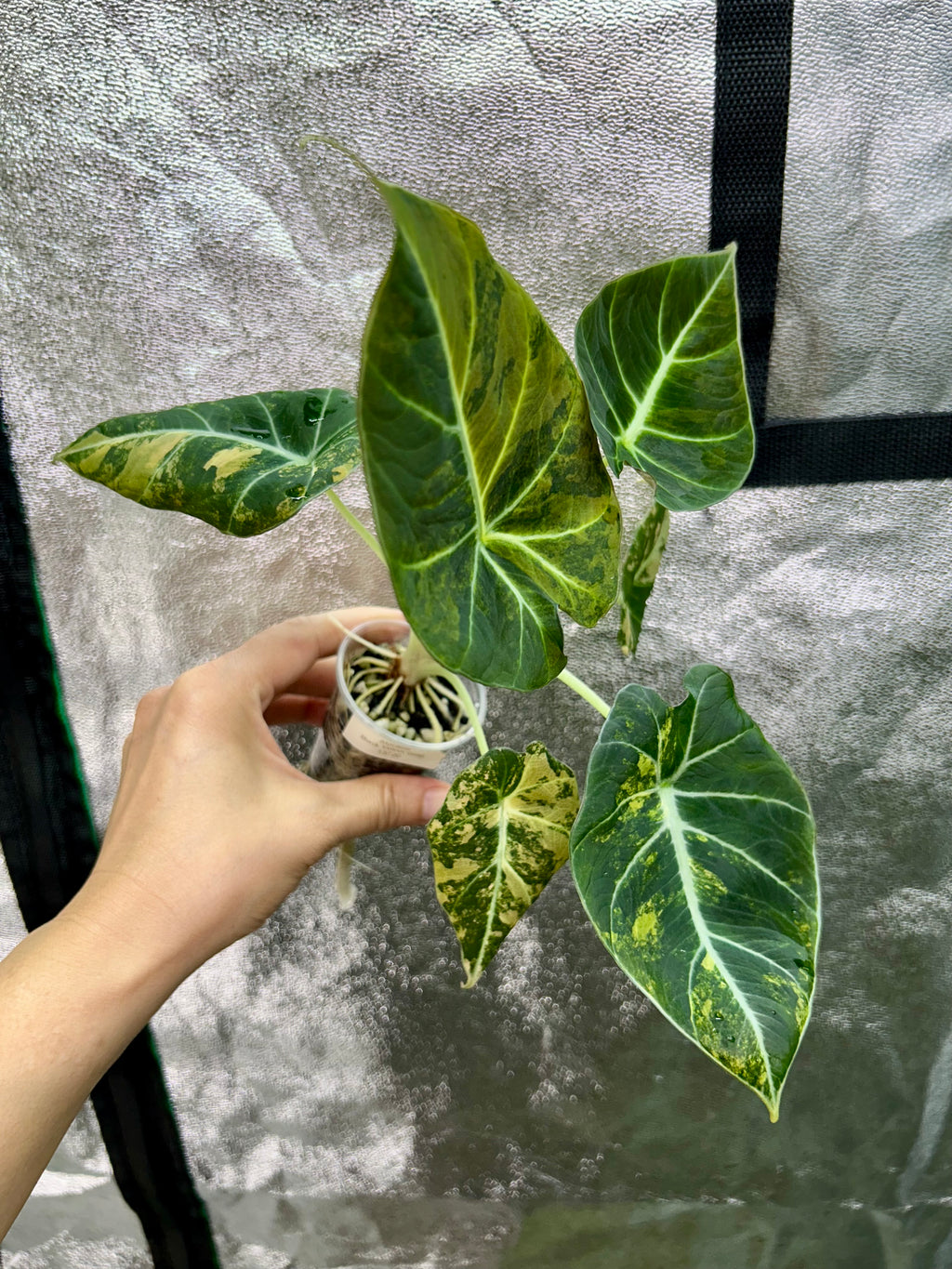 Alocasia Black Velvet Gold