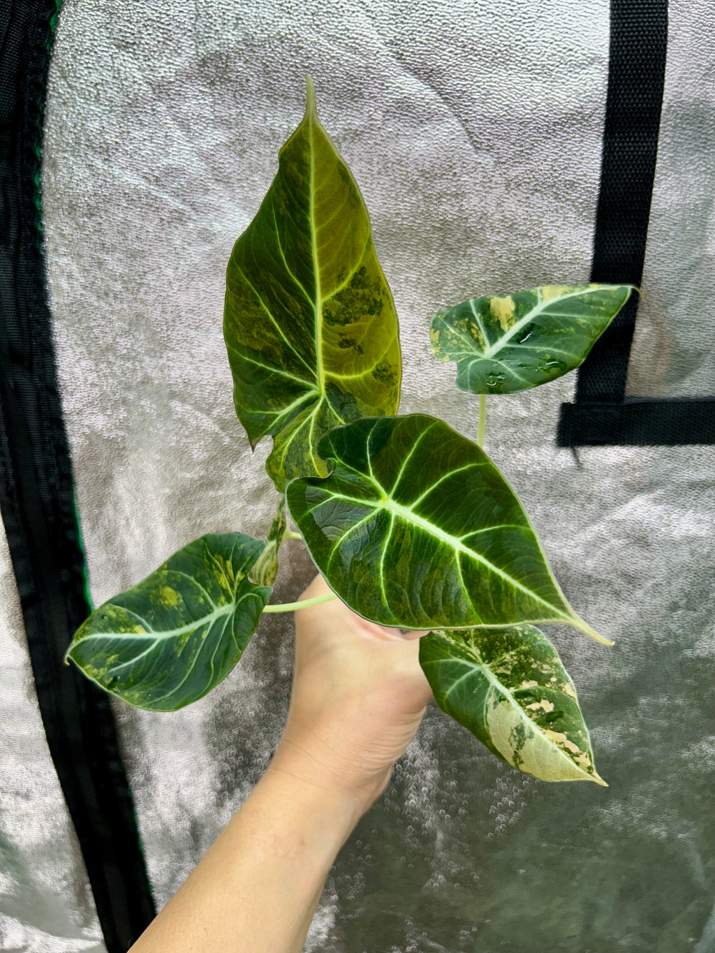 Alocasia Black Velvet Gold