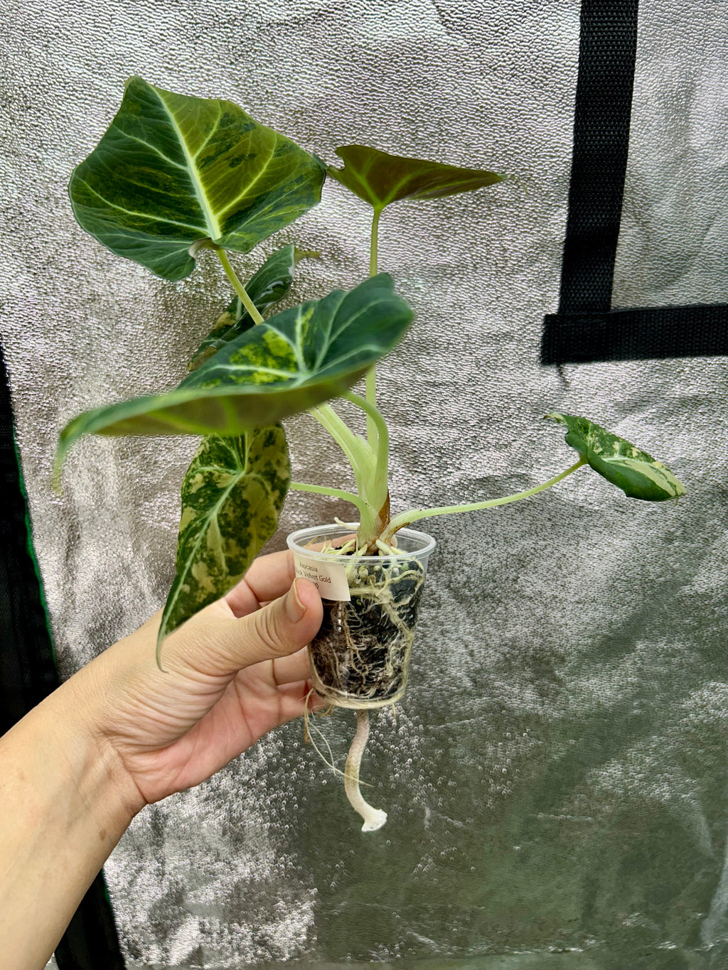 Alocasia Black Velvet Gold