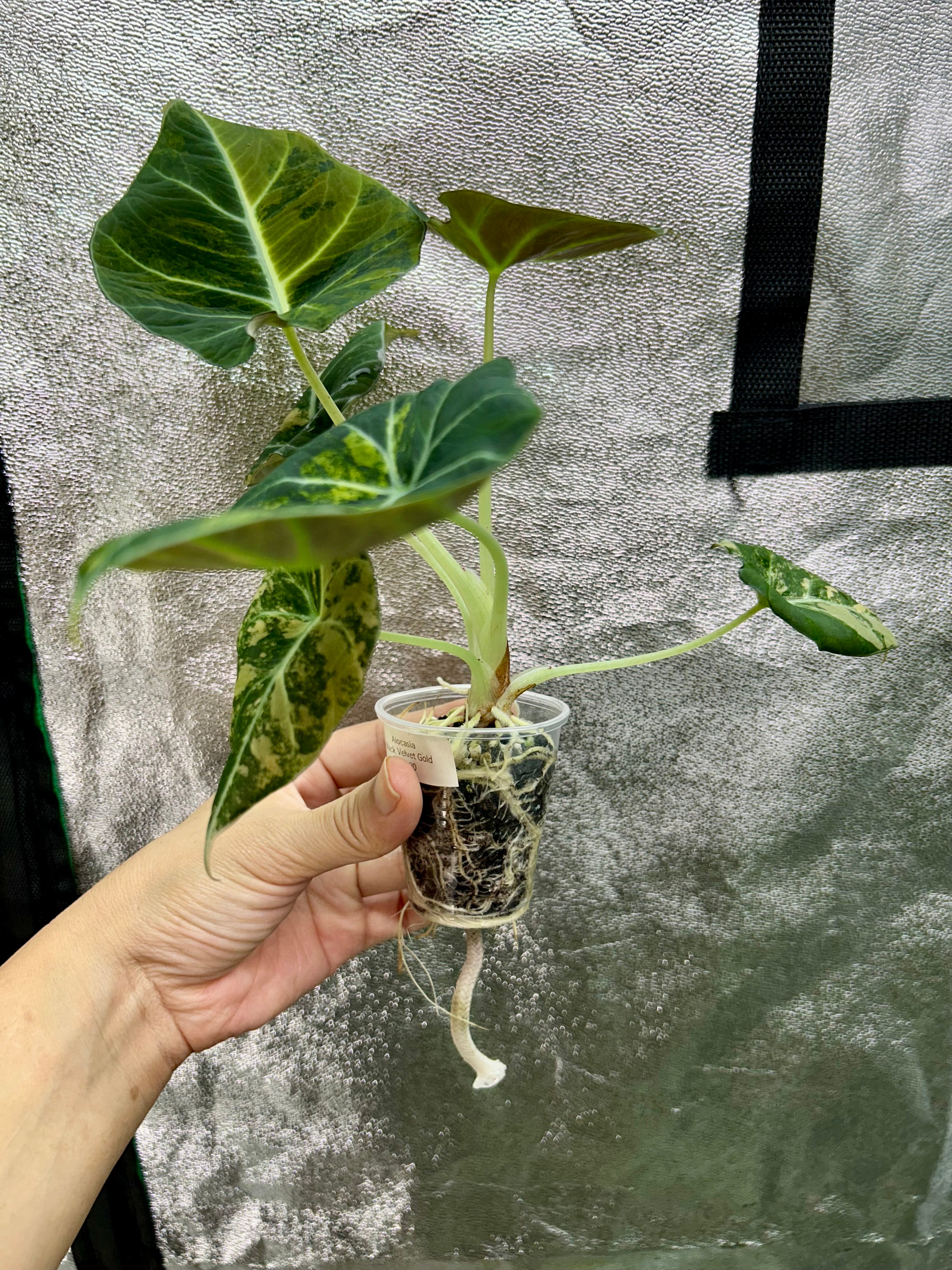 Alocasia Black Velvet Gold