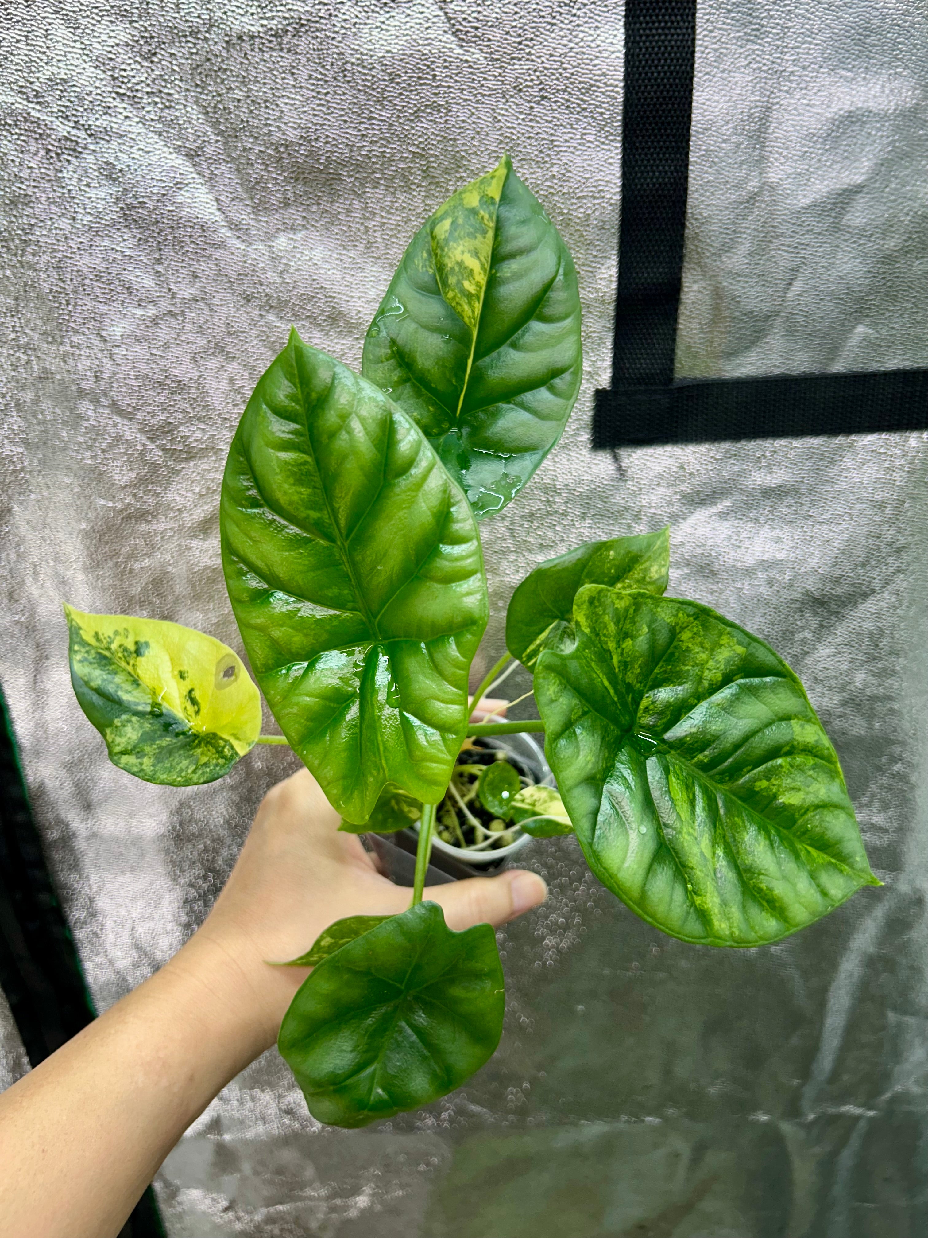 Alocasia Sinuata Aurea