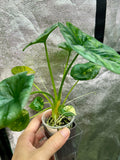 Alocasia Sinuata Aurea