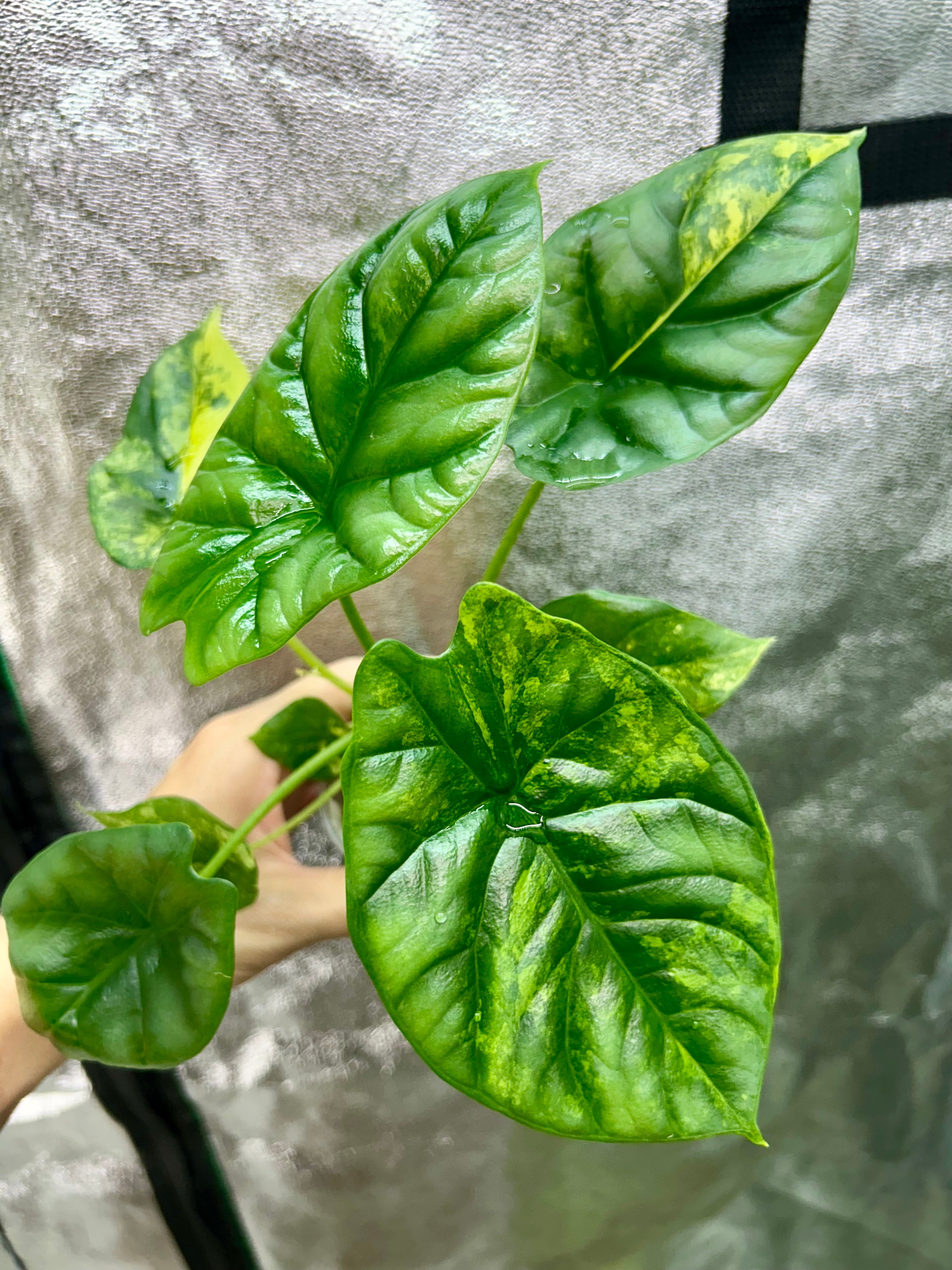 Alocasia Sinuata Aurea