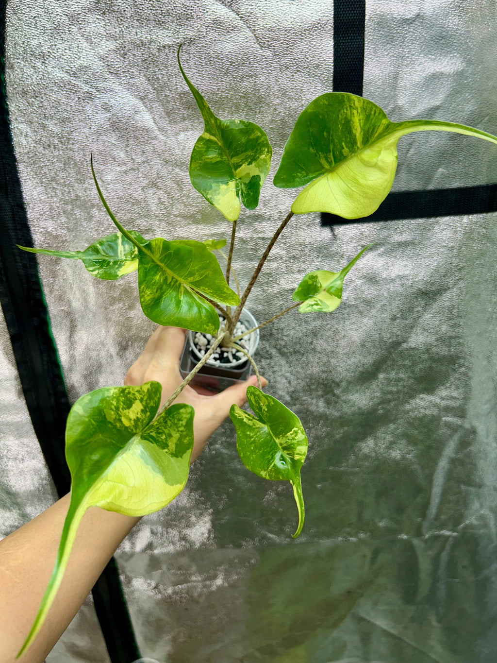 Alocasia Stingray Aurea