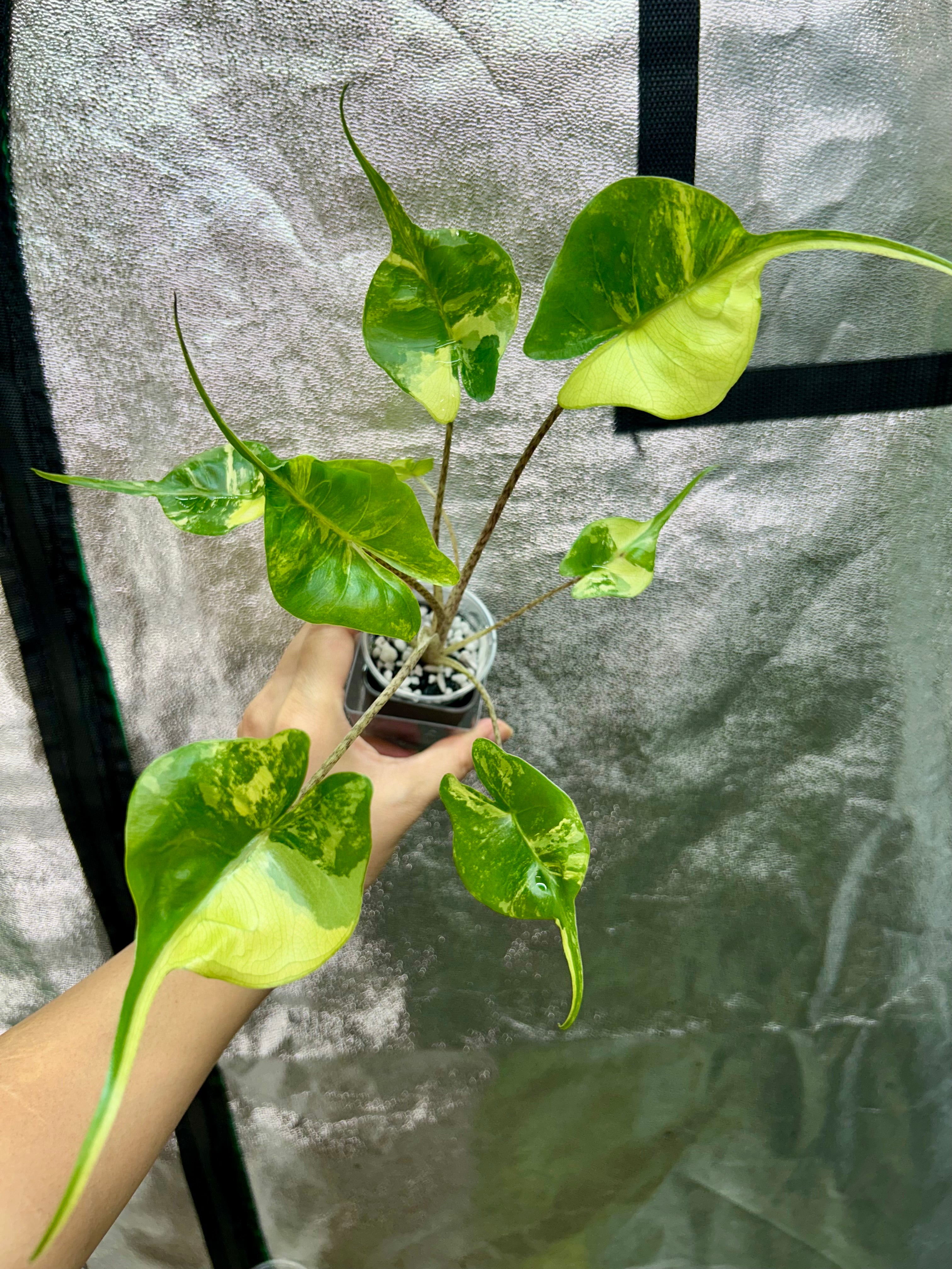 Alocasia Stingray Aurea