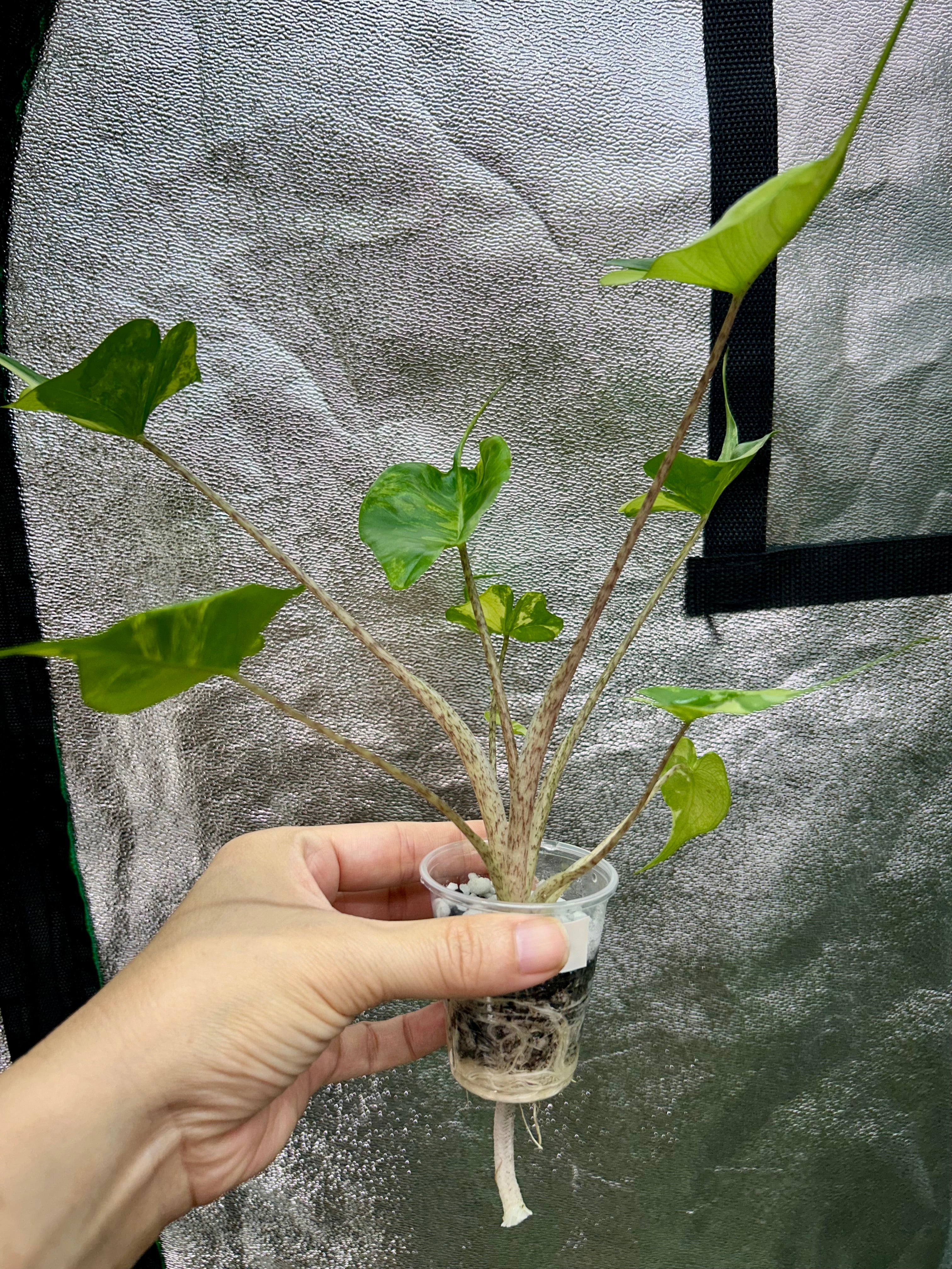 Alocasia Stingray Aurea