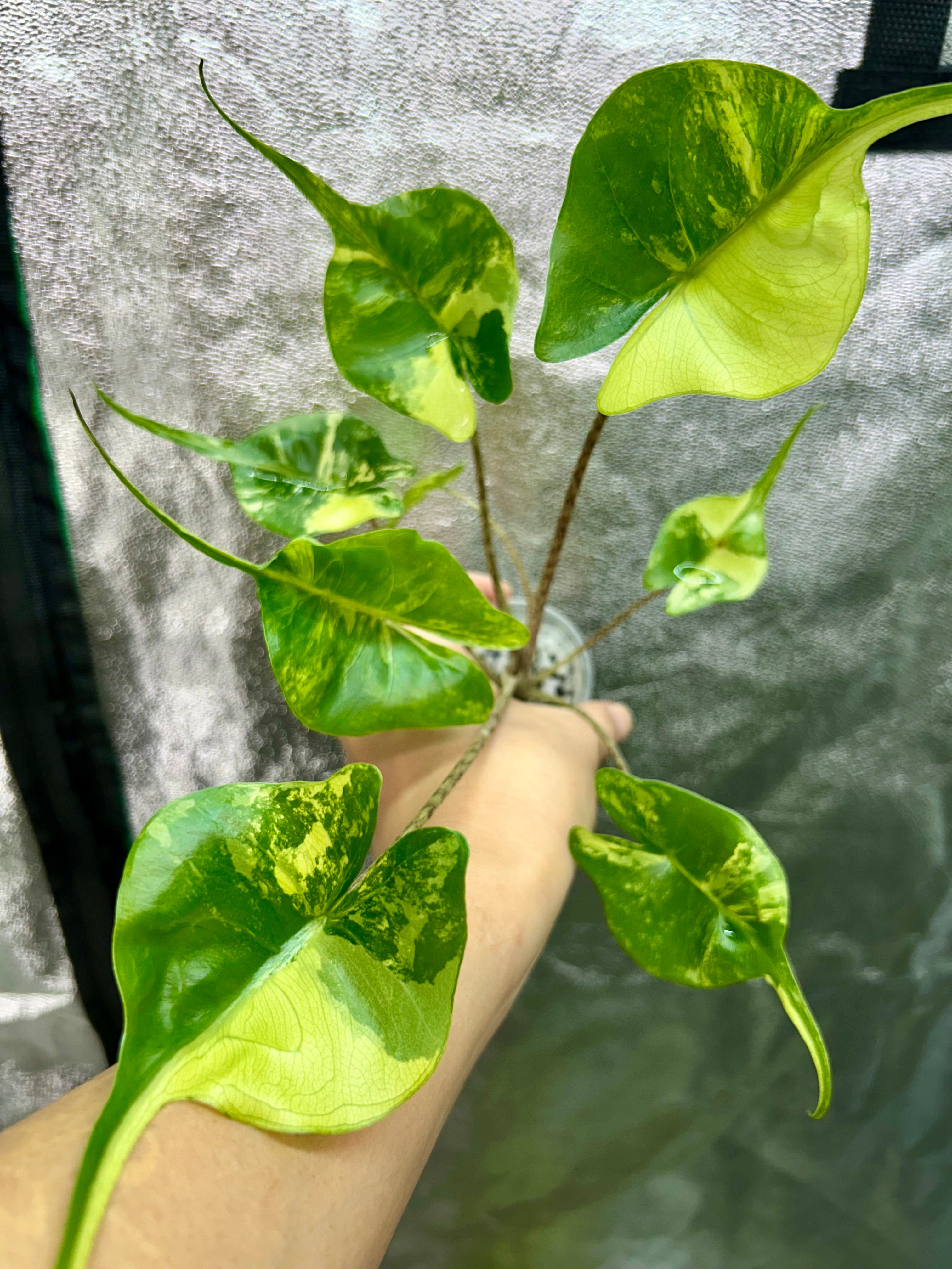 Alocasia Stingray Aurea