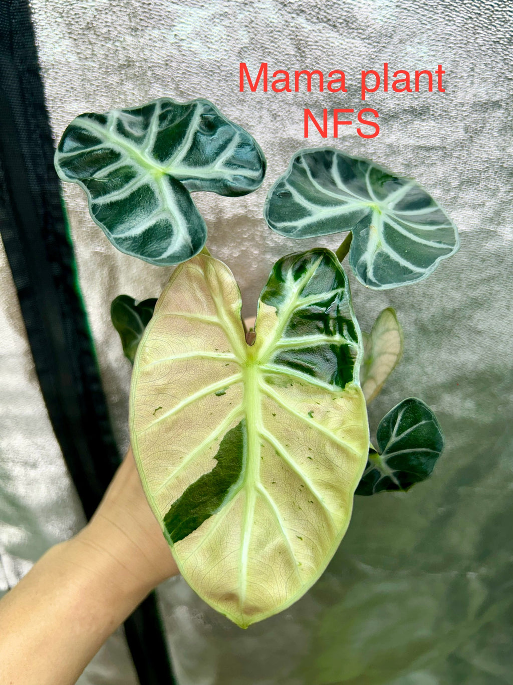 Alocasia Pink Balloon Heart