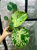 Monstera Bulbasaur