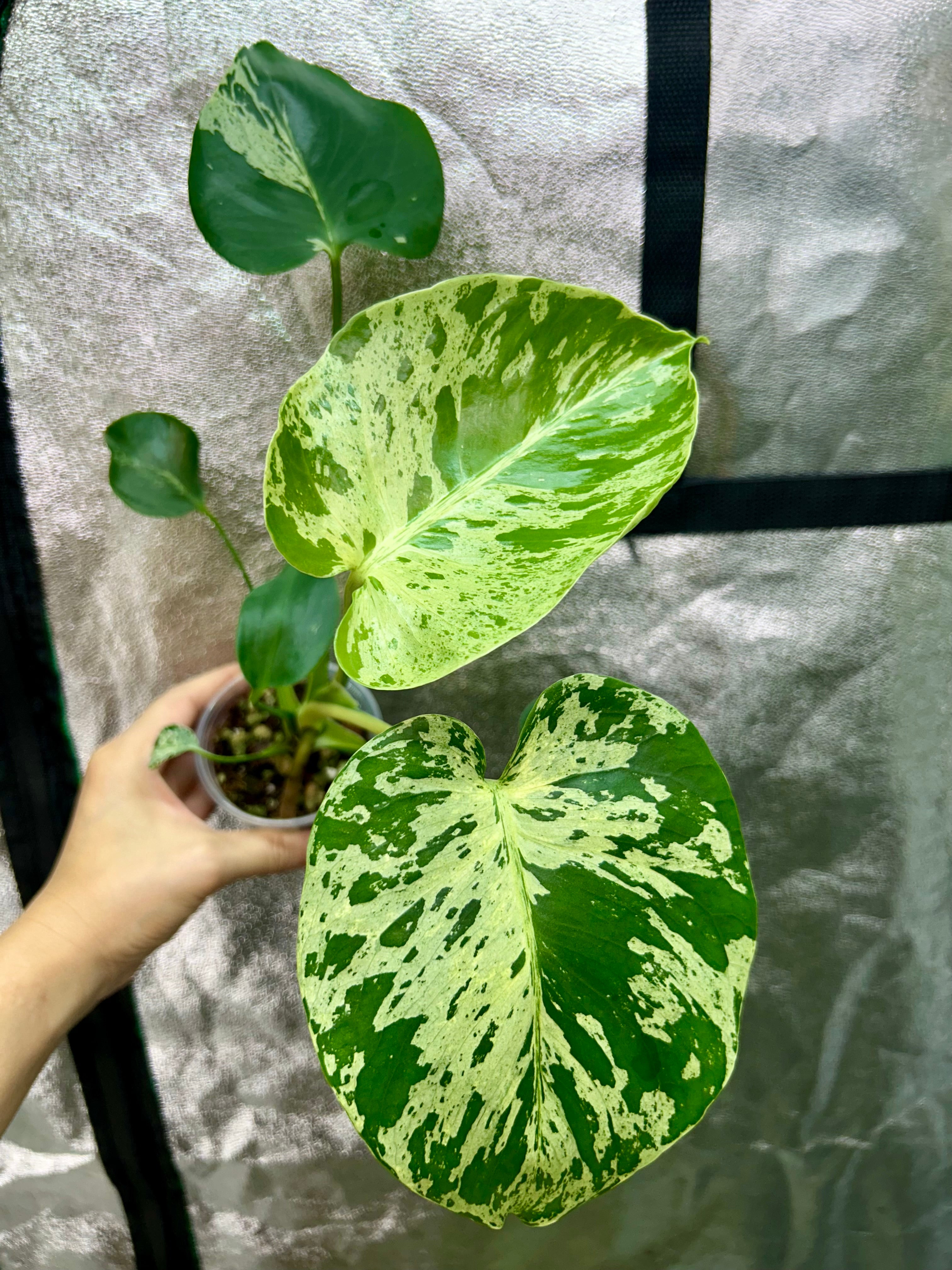 Monstera Bulbasaur