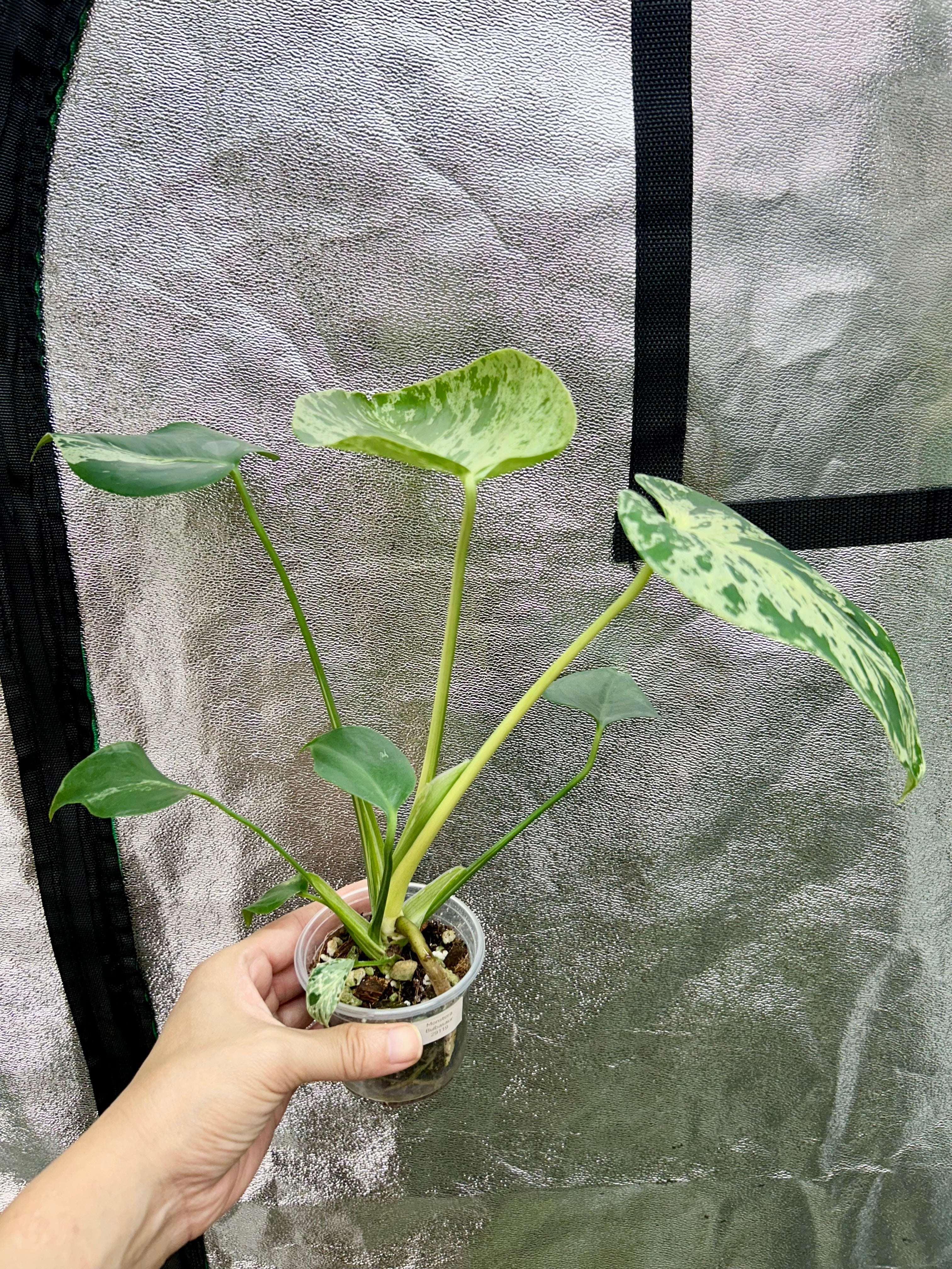 Monstera Bulbasaur