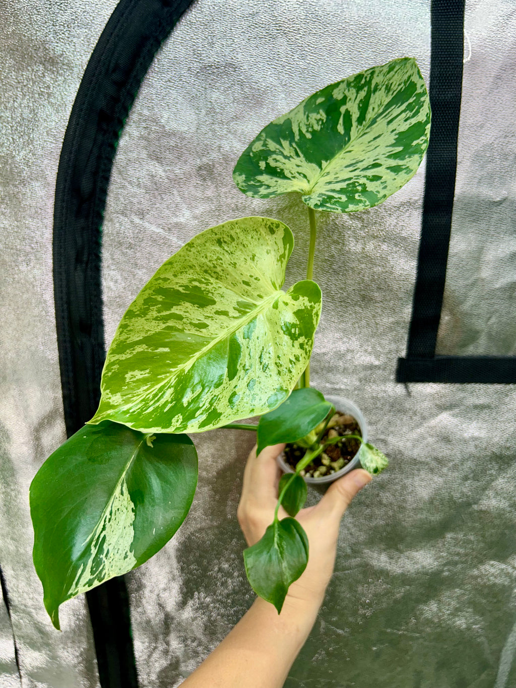 Monstera Bulbasaur