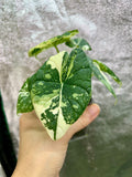 Alocasia Melo Albo