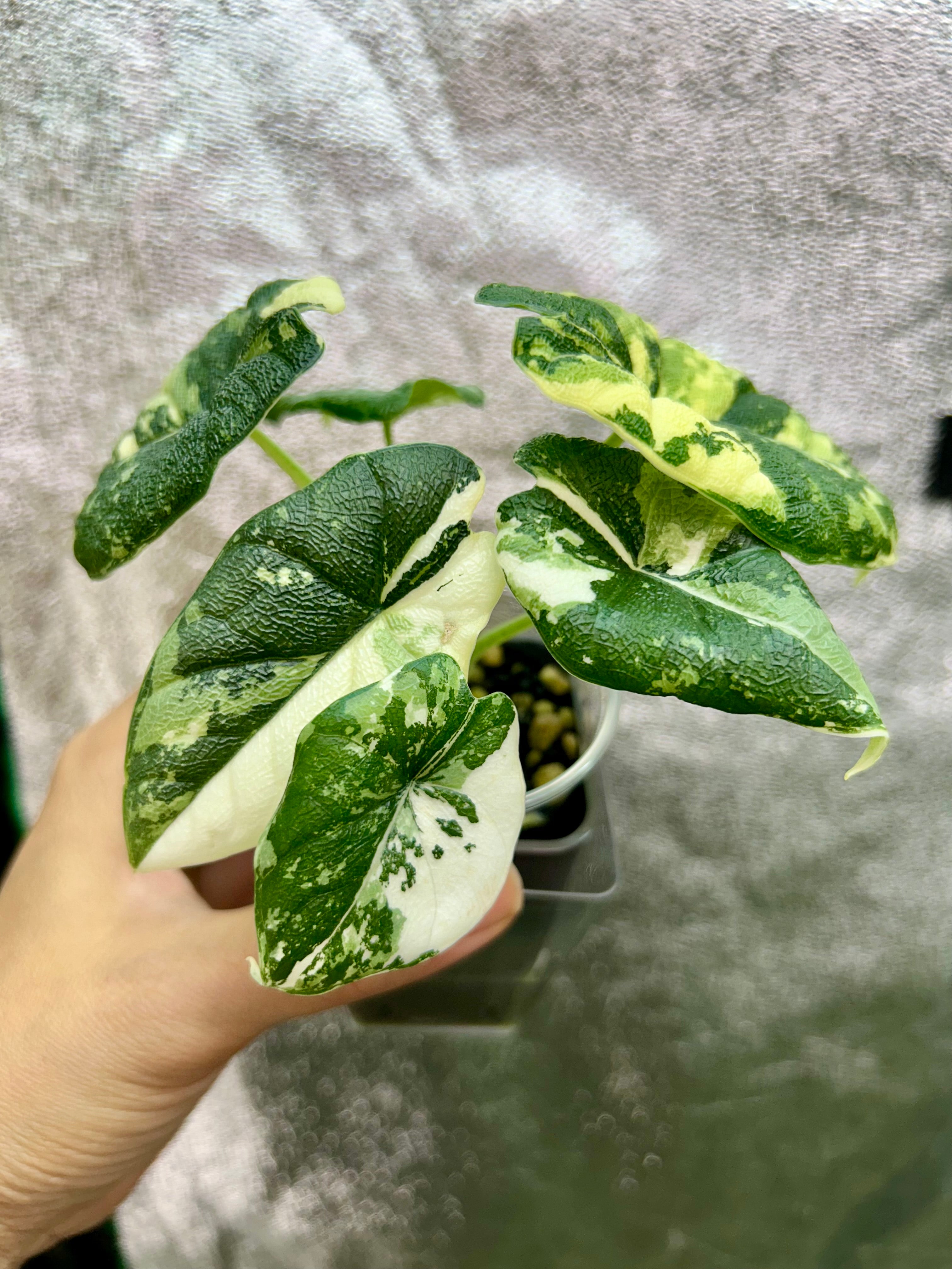 Alocasia Melo Albo