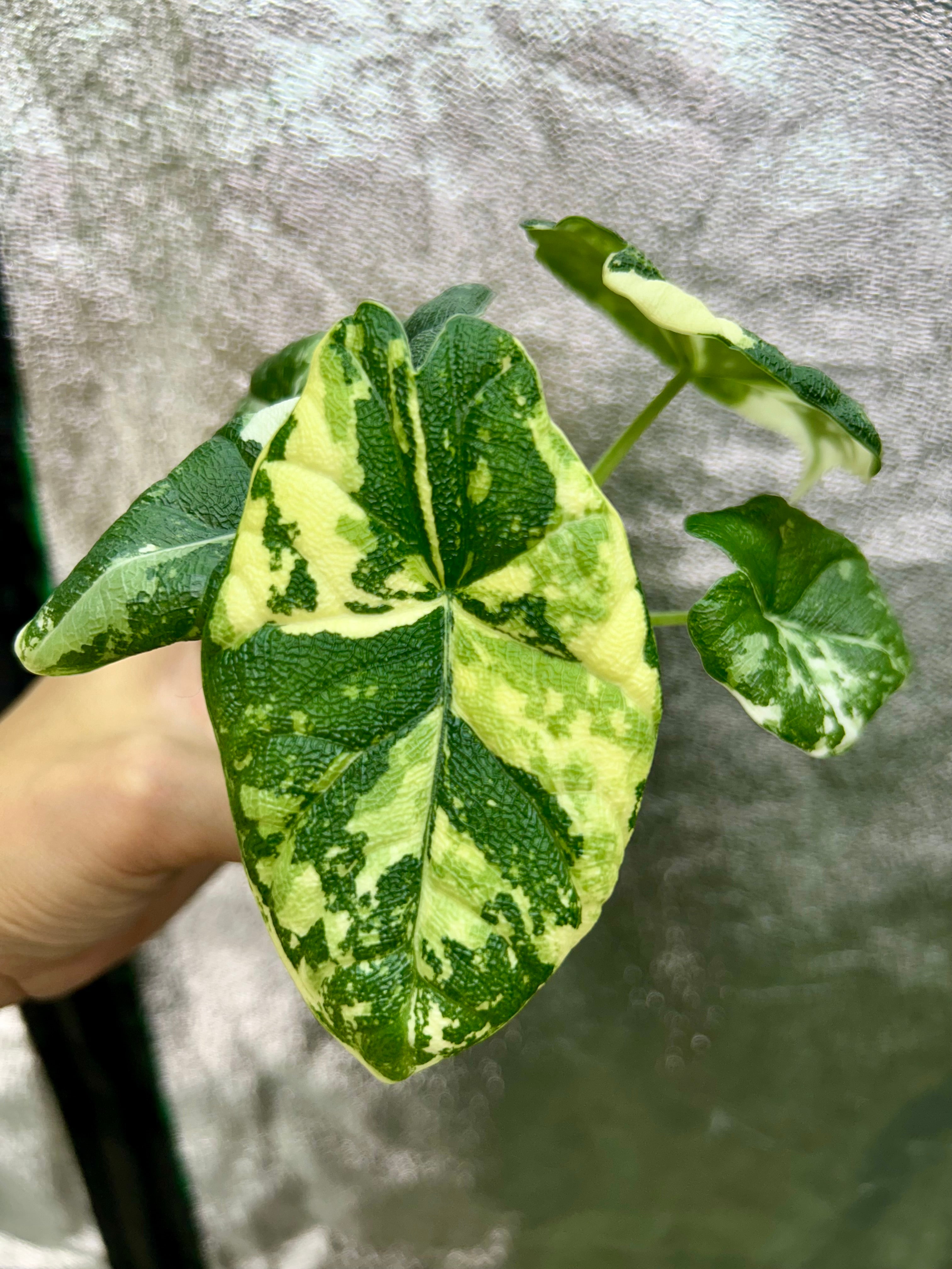 Alocasia Melo Albo