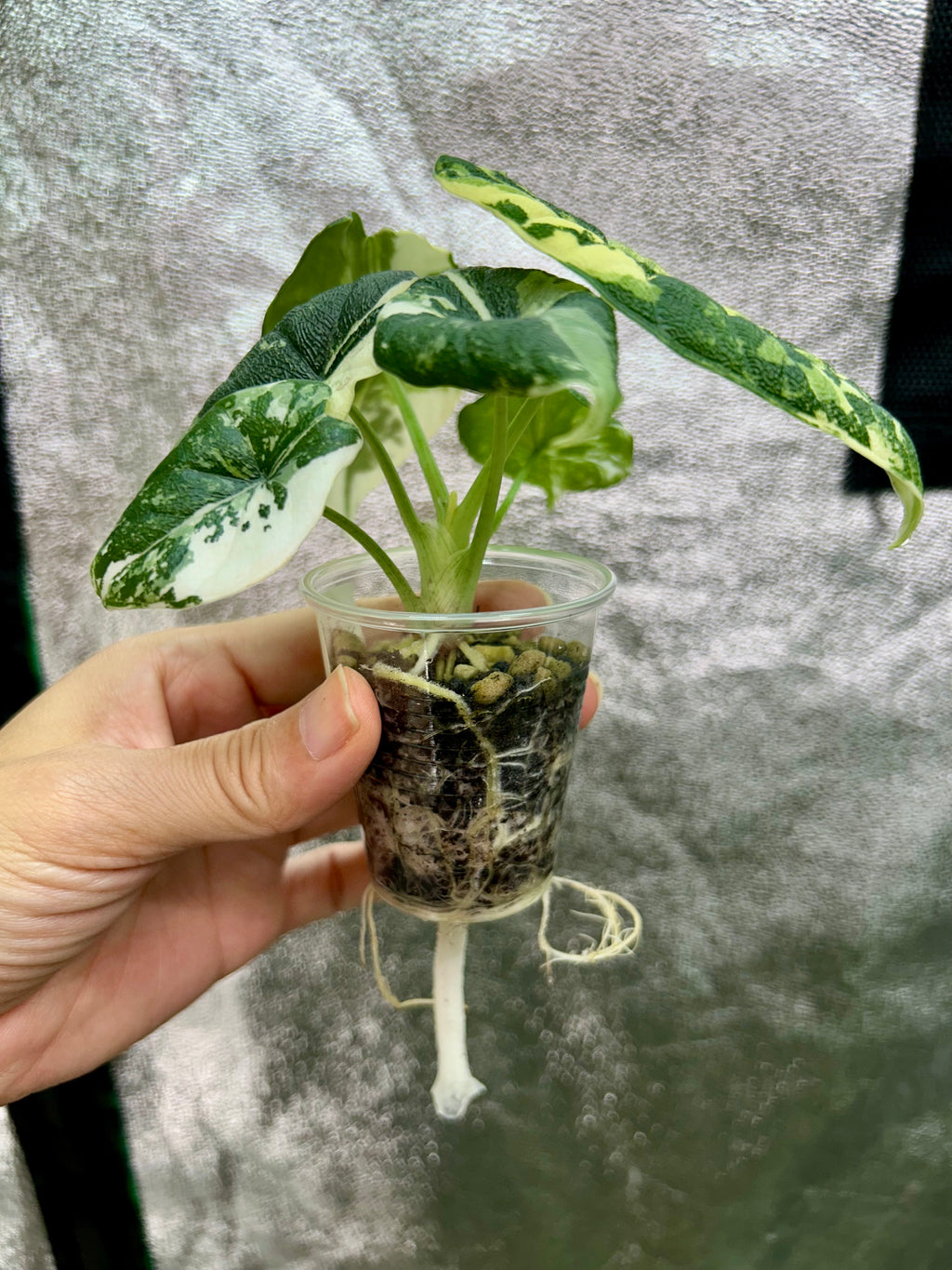 Alocasia Melo Albo