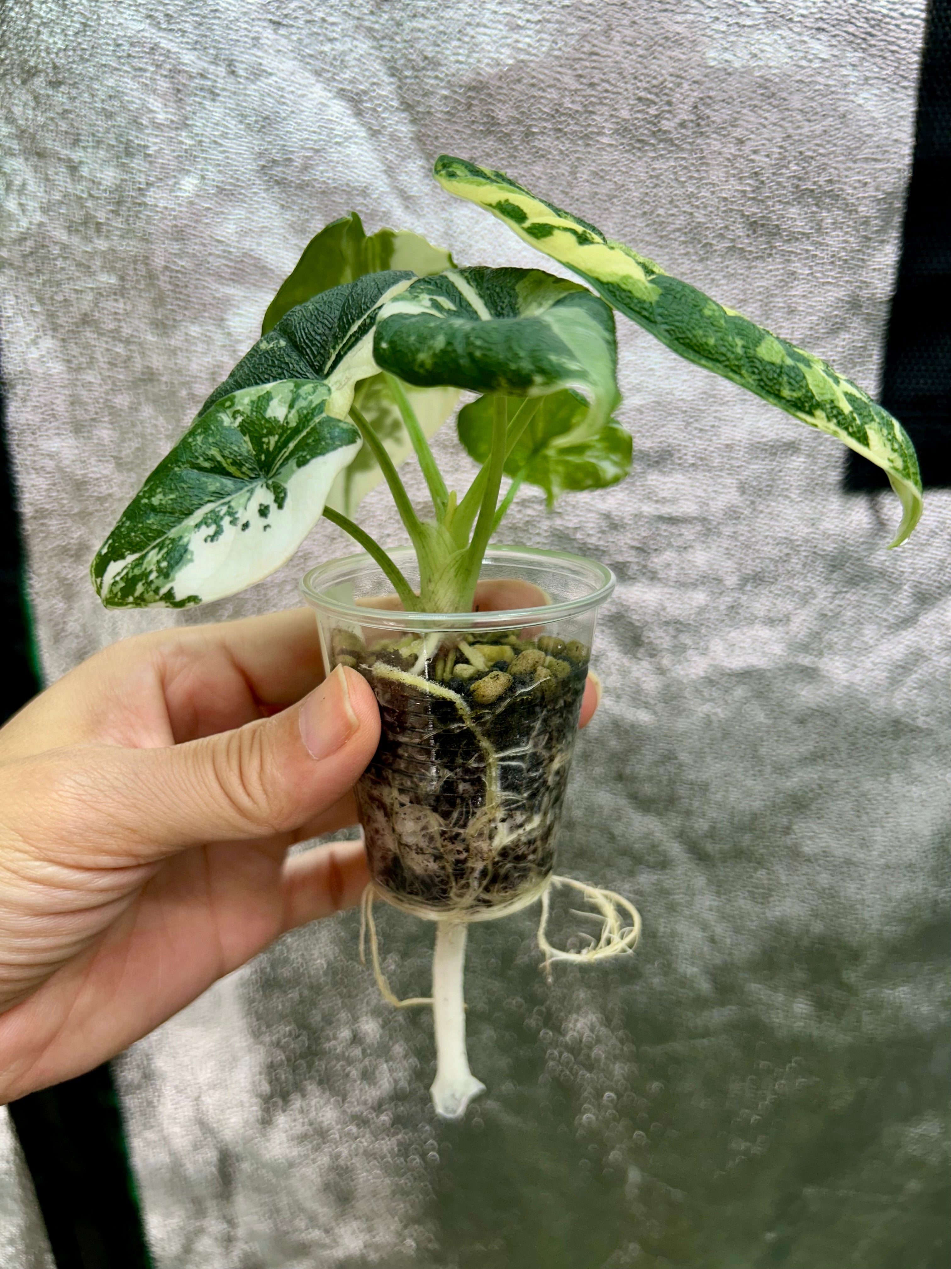 Alocasia Melo Albo