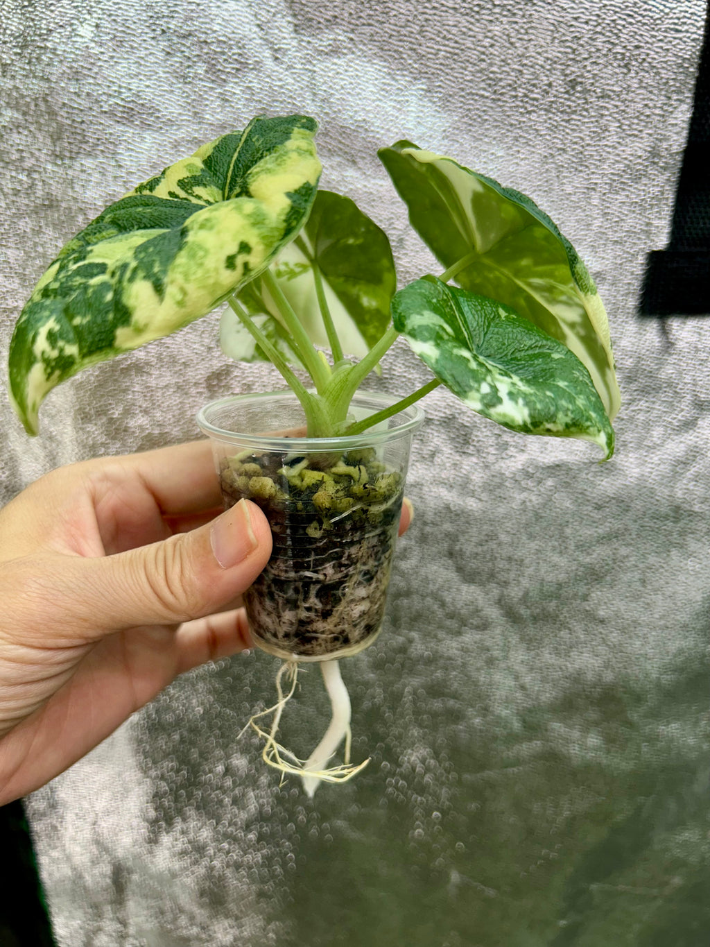 Alocasia Melo Albo