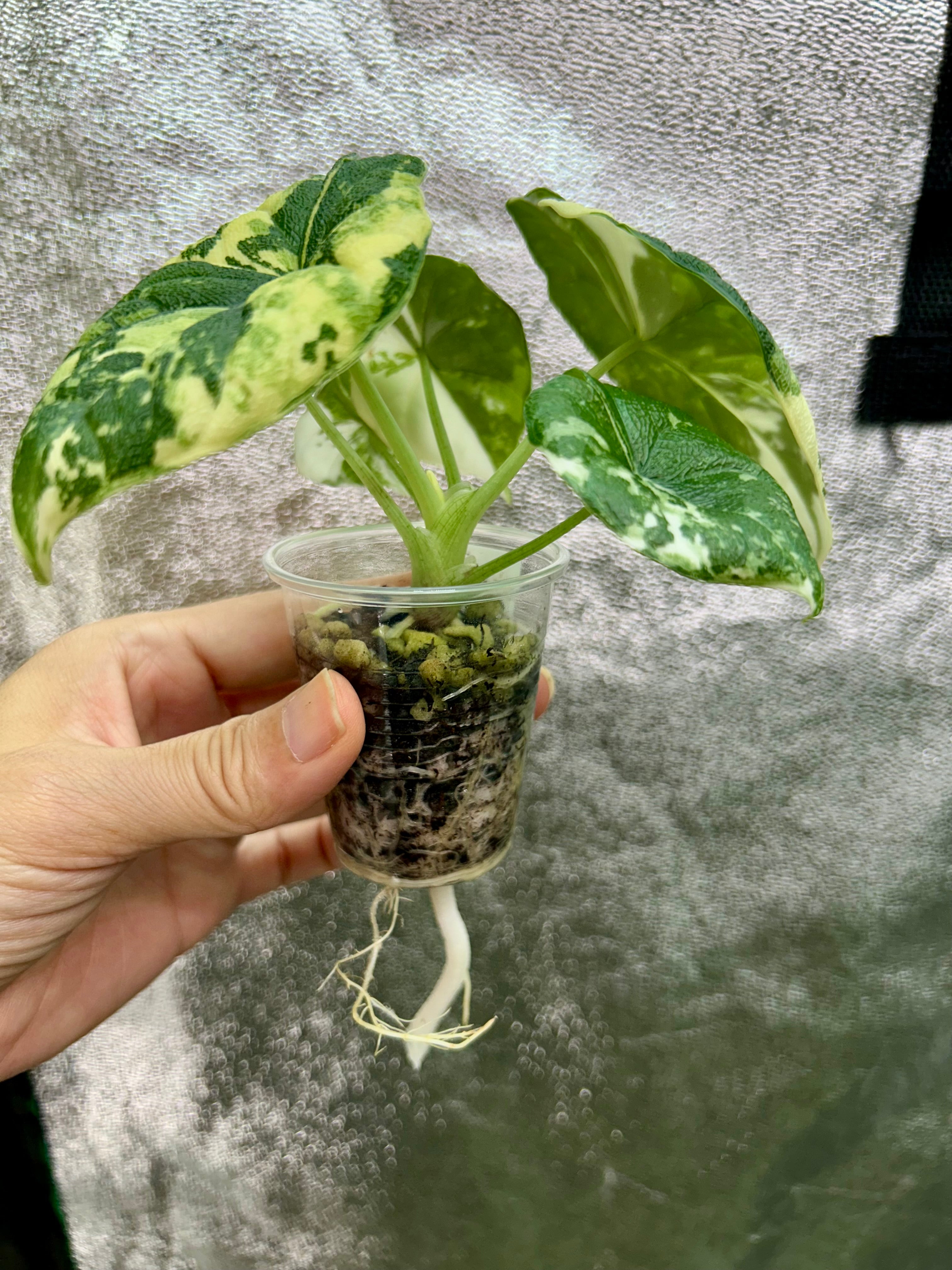 Alocasia Melo Albo