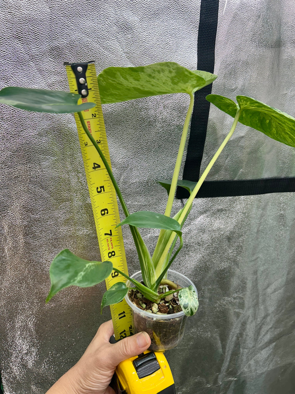 Monstera Bulbasaur